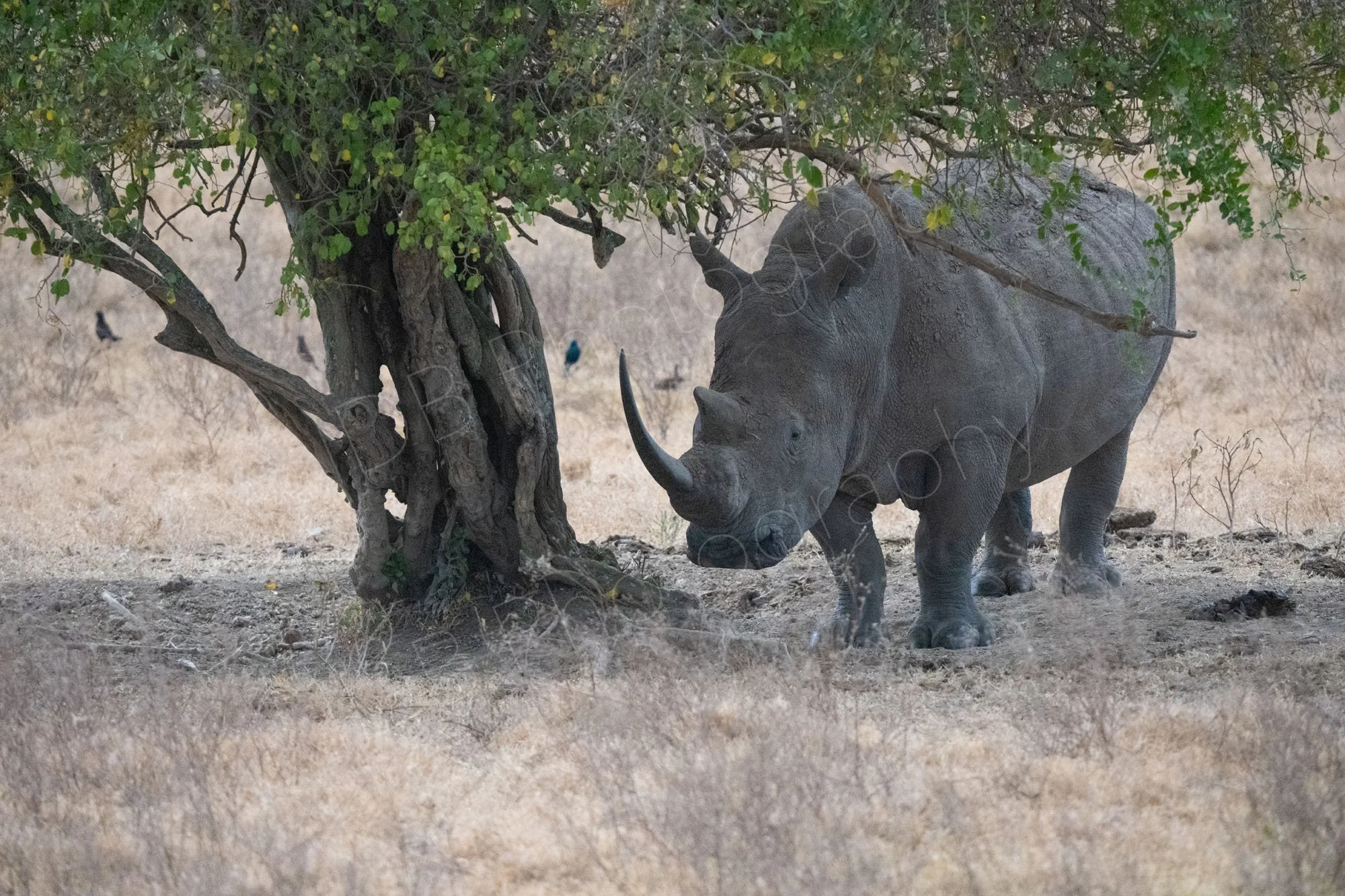 White Rhino in the shade under a tree at Lake Nakuru, Kenya.