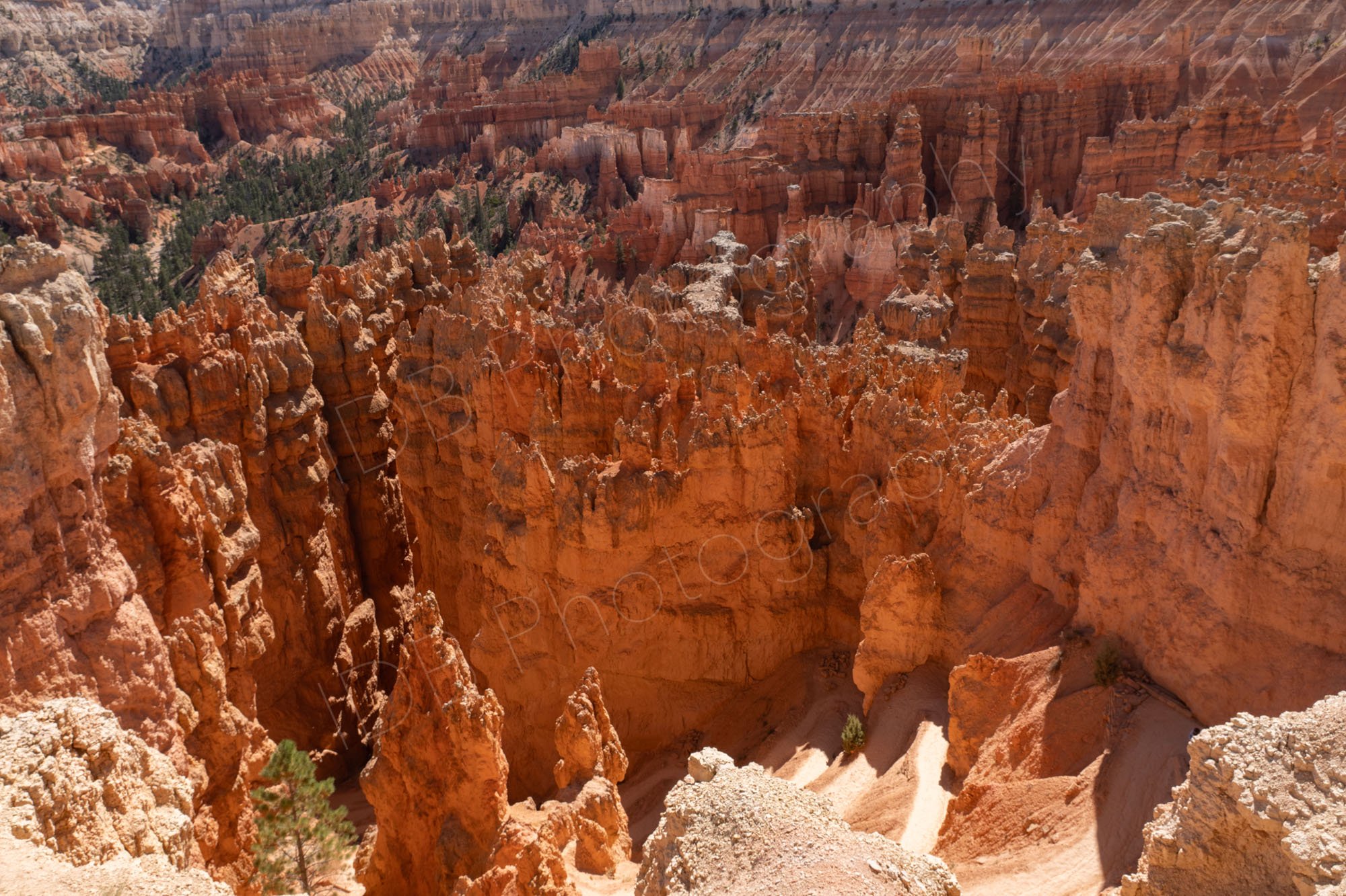 A view down into the Bryce Canyon amphitheatre with a mass of deep orange, red and pink hoodoos 