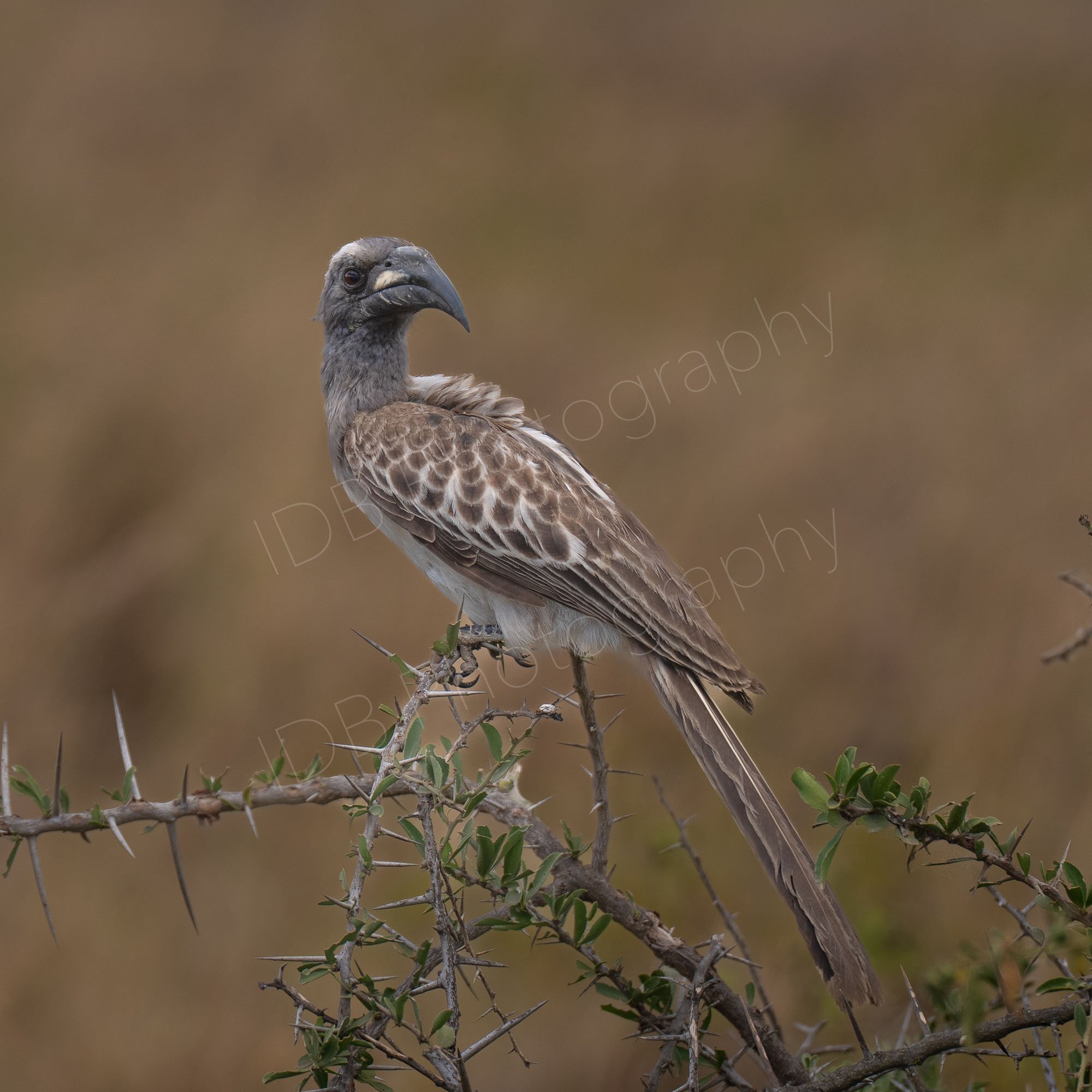 African Grey Hornbill (Lophoceros nasutus) sitting on a thorny shrub at Lake Nakuru, Kenya.