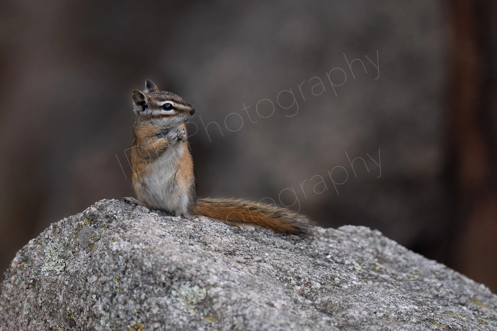 A Least Chipmunk standing on a grey rock with a lovely bokeh background.  Estes Park, Colorado, USA. (2)