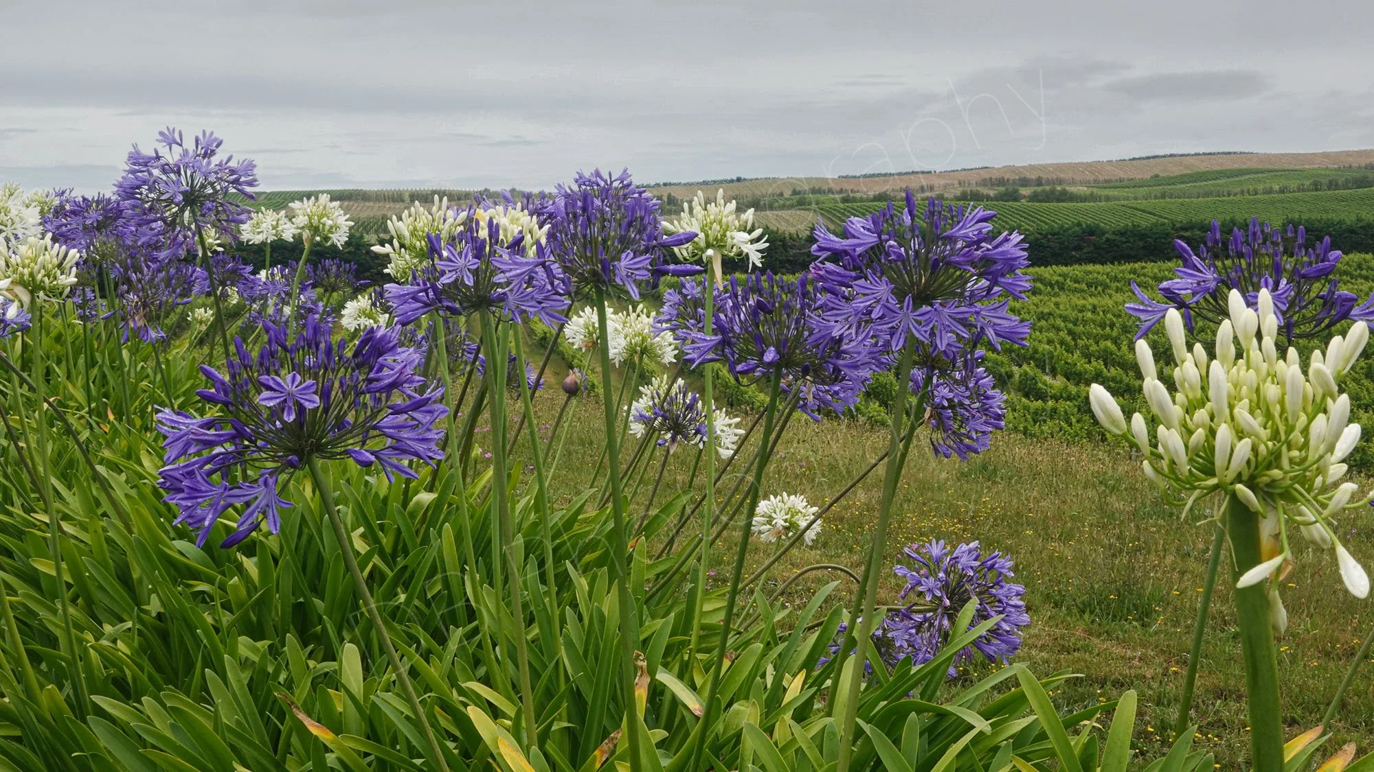 Blue and white agapanthus with vineyard background and greyish sky. Marlborough, Canterbury, NZ.