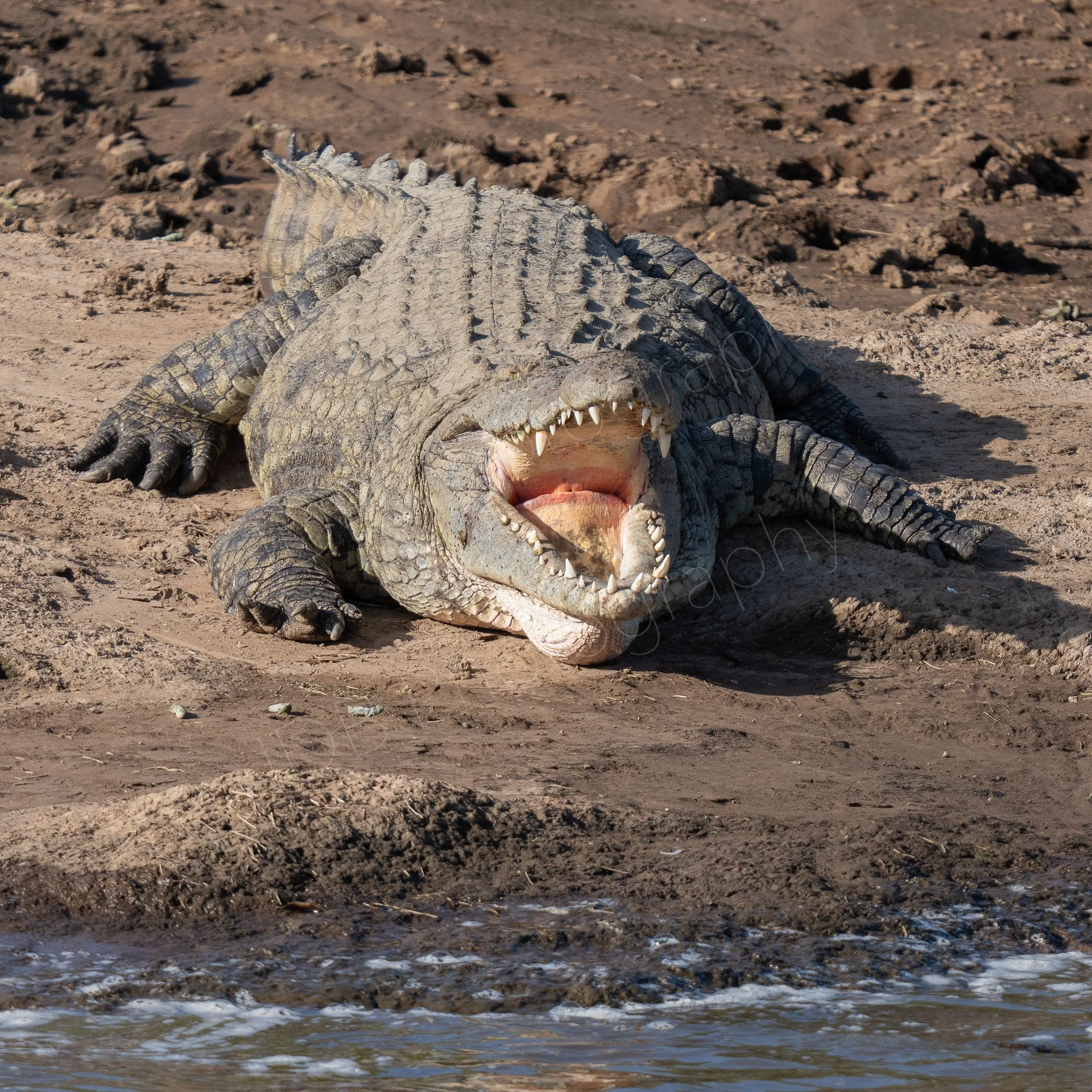 Large crocodile with mouth wide open on the banks of the Mara river, Kenya