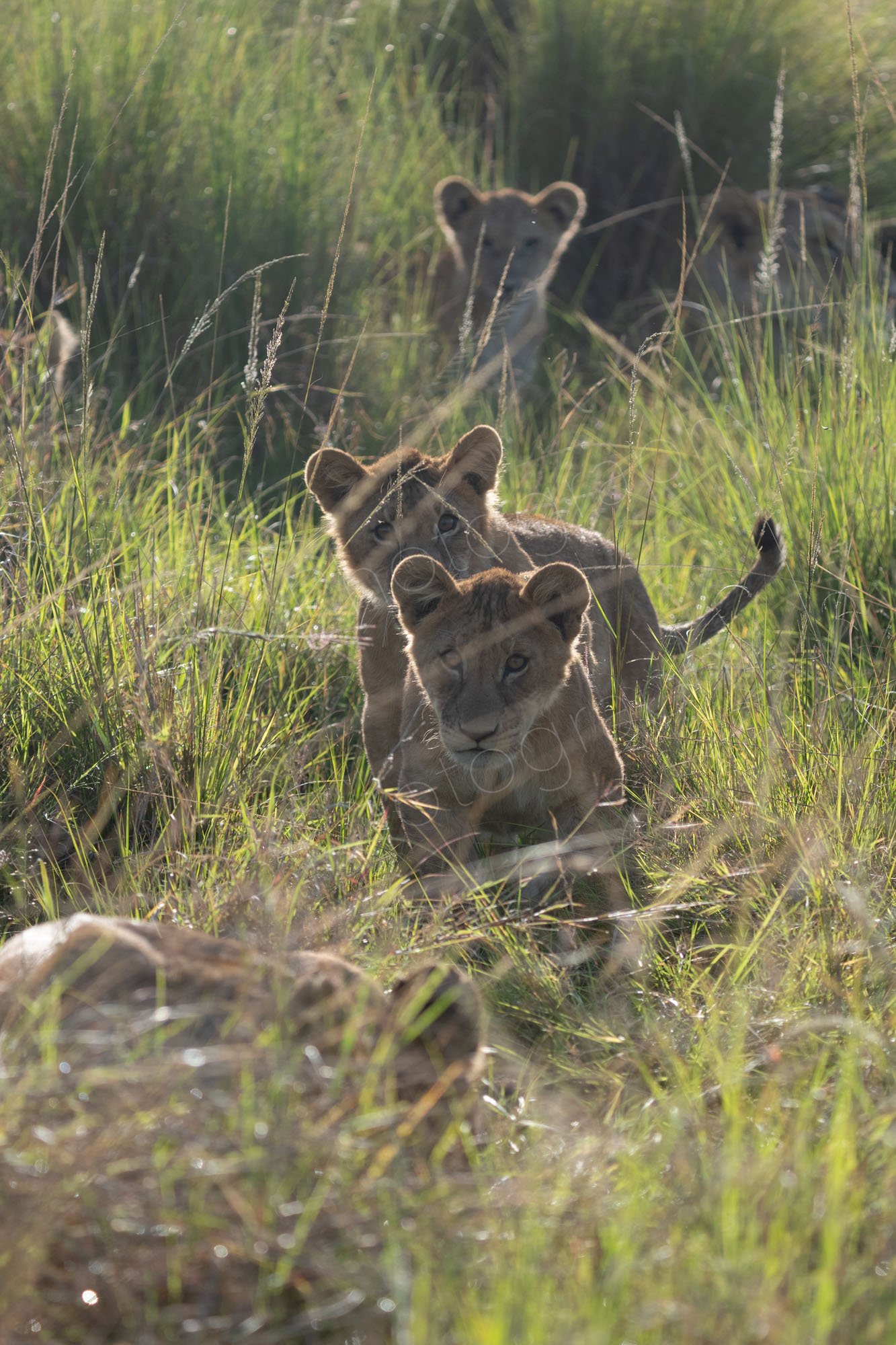 Lion cubs walking through grassland in Masai Mara, Kenya.