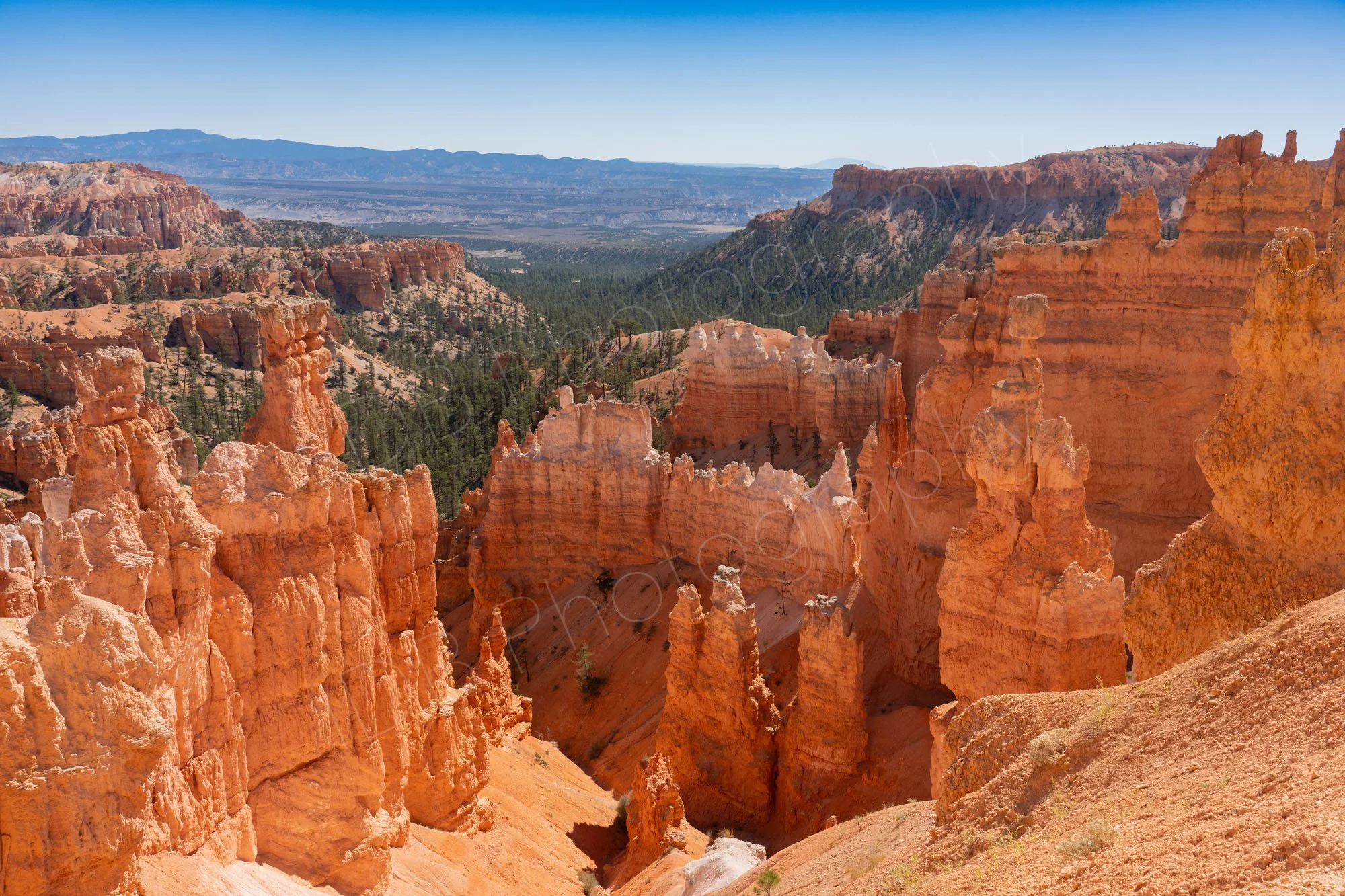 Bryce Canyon hoodoos including Thor's Hammer with pine trees and blue sky background.