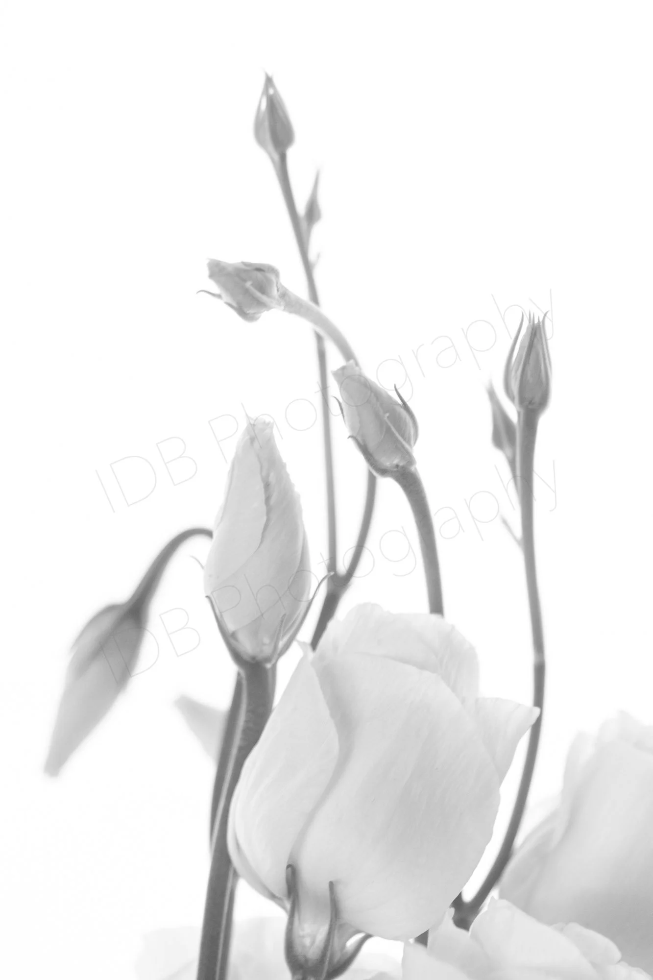 Black and white close-up of a group of white lisianthus flower and buds on a white background..