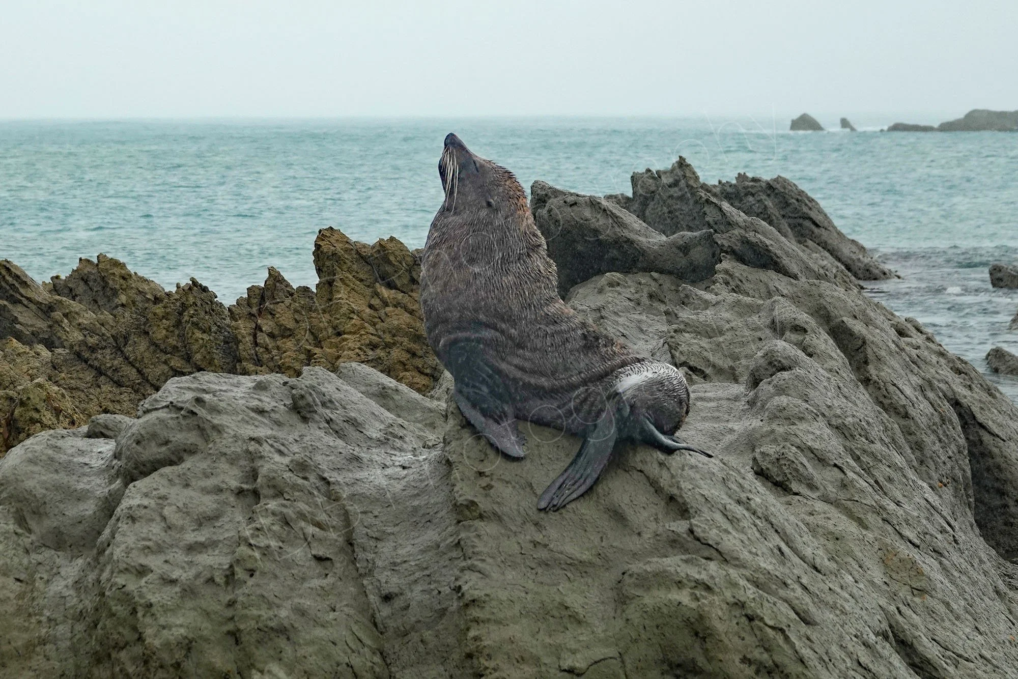 New Zealand Fur Seal basking on the rocks at Kaikoura, nose in the air, eyes closed.
