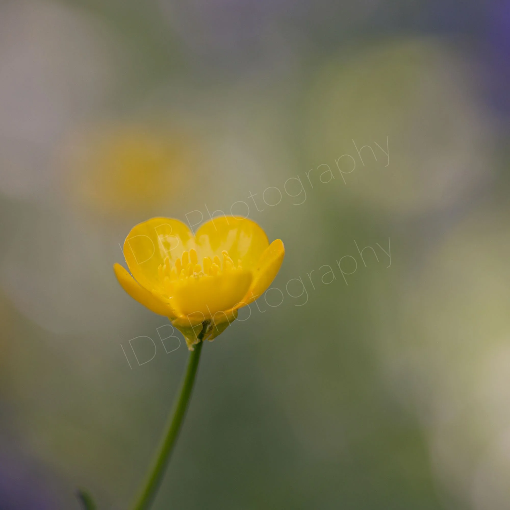 Single buttercup flower  and stem with a blue, green and yellow bokeh (2). Kent, UK.