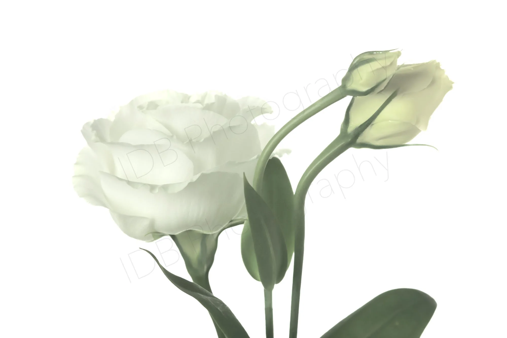 A high-key  white on white image of a flower and buds of Lisianthus Rosita White (Eustoma grandiflorum 'Rosita White').