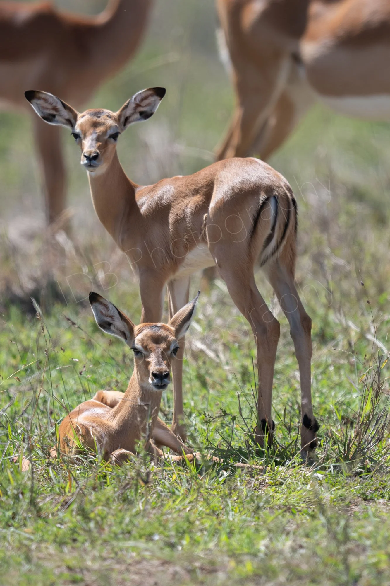 Two young impala, one standing, one lying down, both facing the camera, Masai Mara, Kenya.