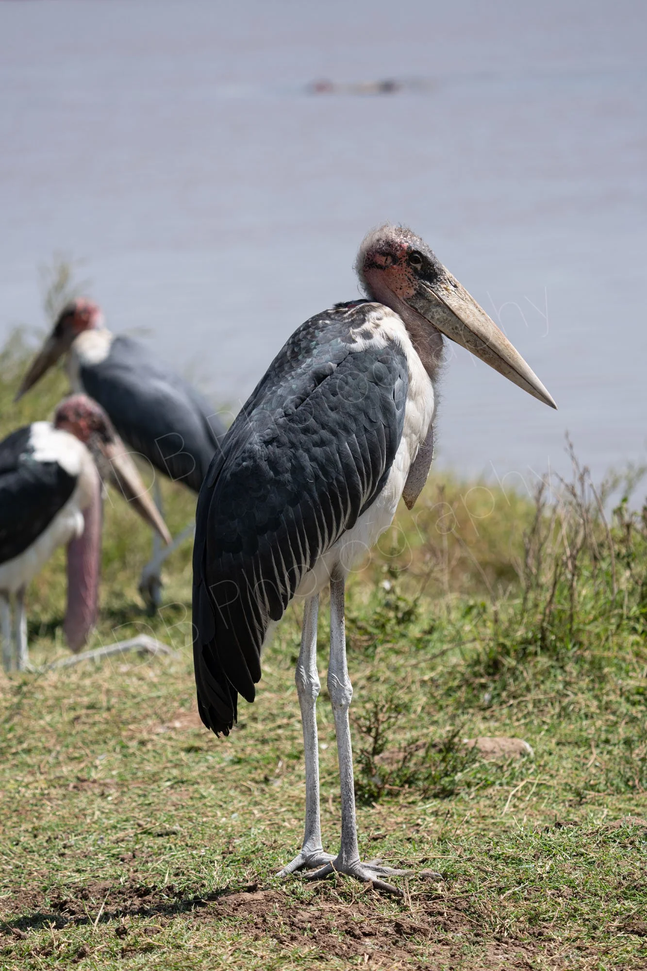 Marabou stork (Leptoptilos crumenifer) with two others in the background, standing on grass near water in Nairobi, Kenya.
