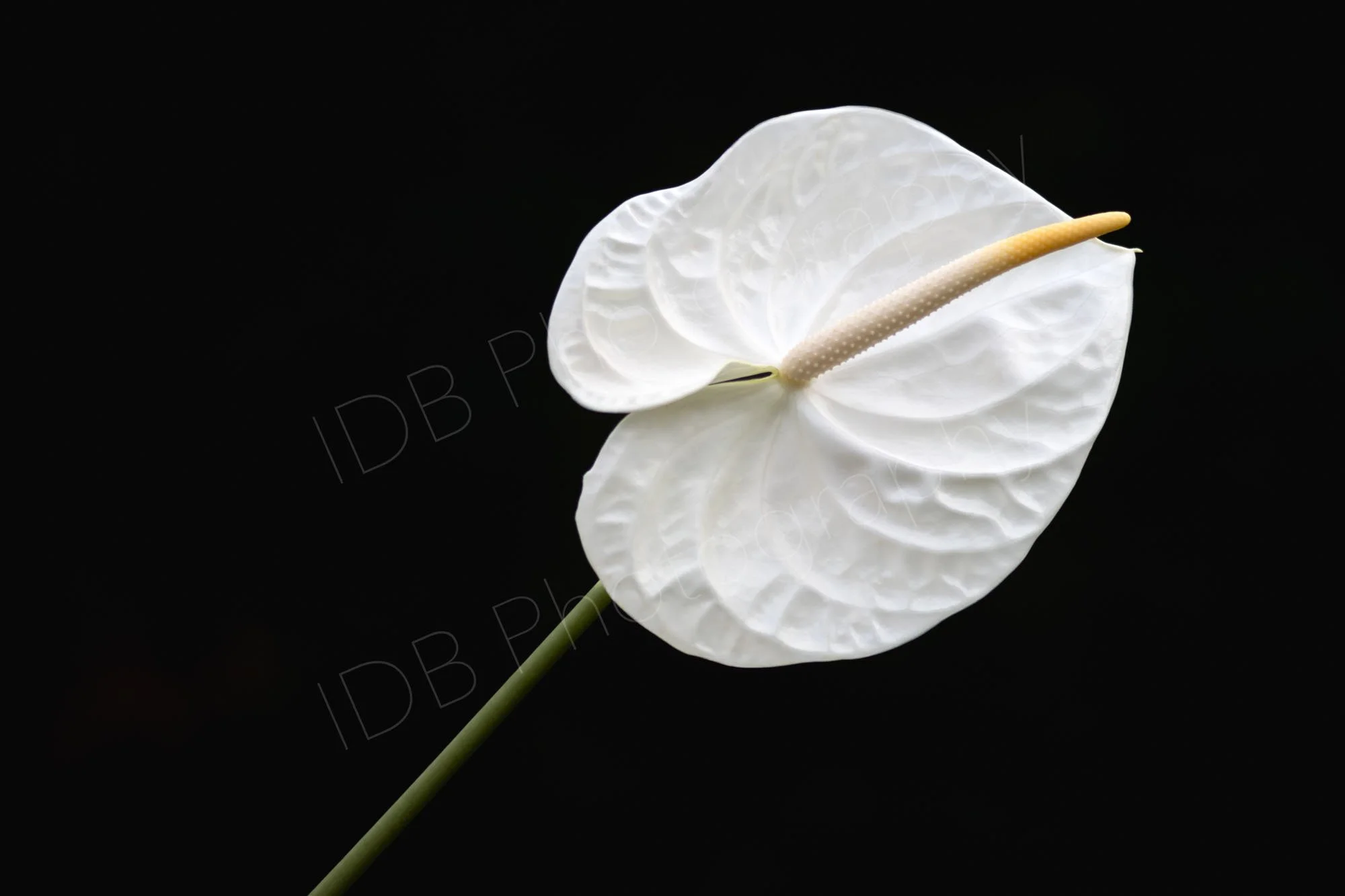 A white Anthurium andraeanum (probably Whisper) showing the spathe and flower spike on a black background. Rectangular image.