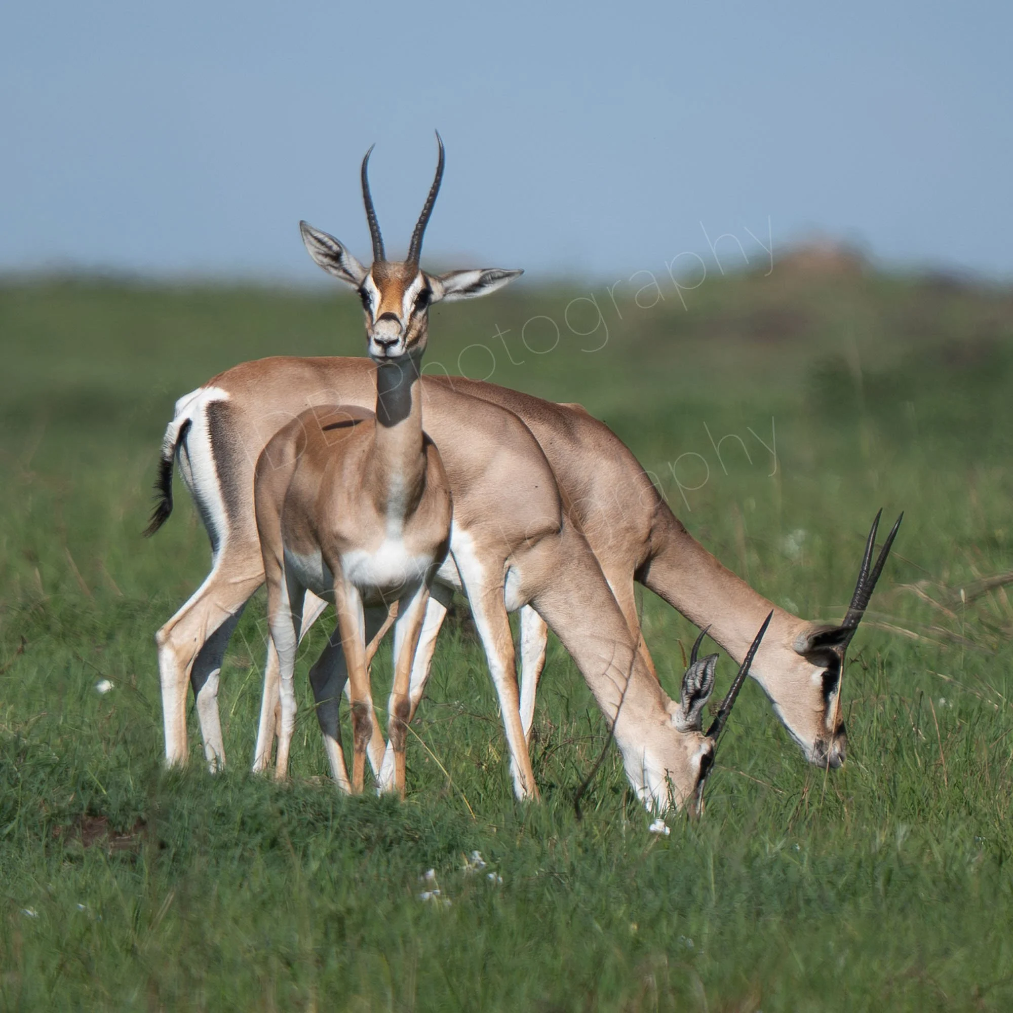 Three Grant's gazelles, two in profile eating grass, the third at the front looking very alert, blurry grass and powder blue sky background, Masai Mara, Kenya. 