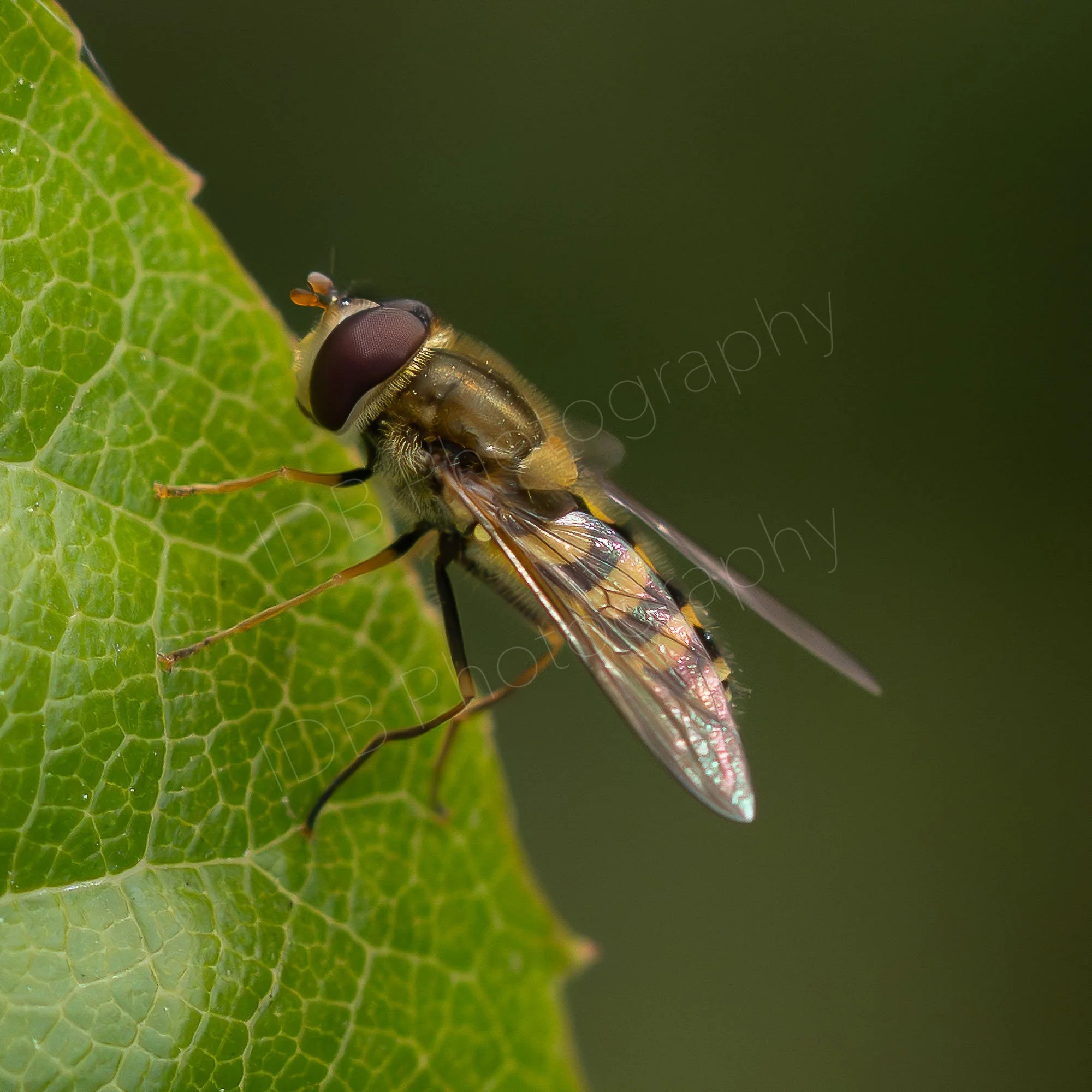 Hoverfly, possibly Syrphus ribesii, on a rose leaf, dark green hazy background; Kent, UK.