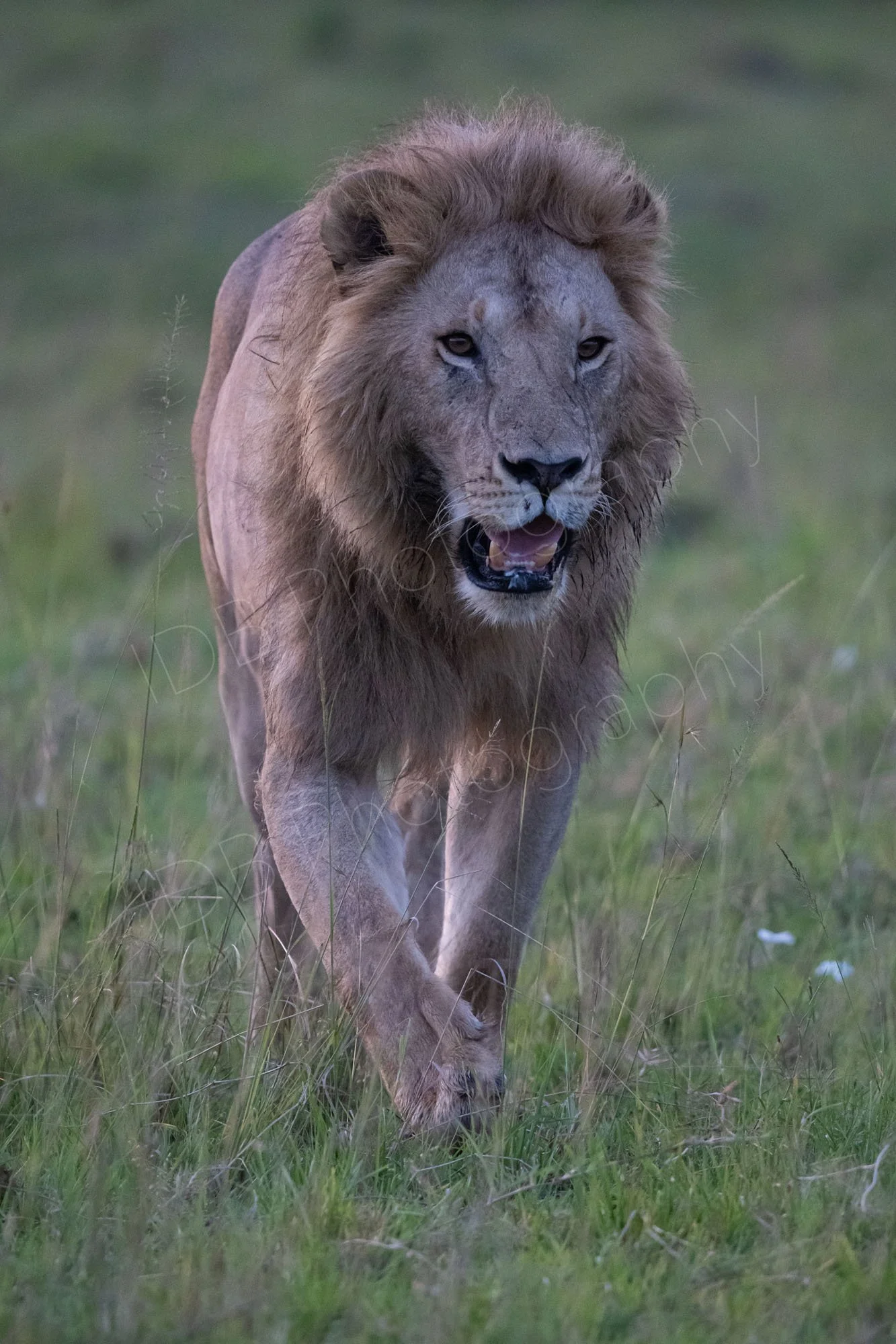 Male lion walking towards camera in Masai Mara, Kenya.