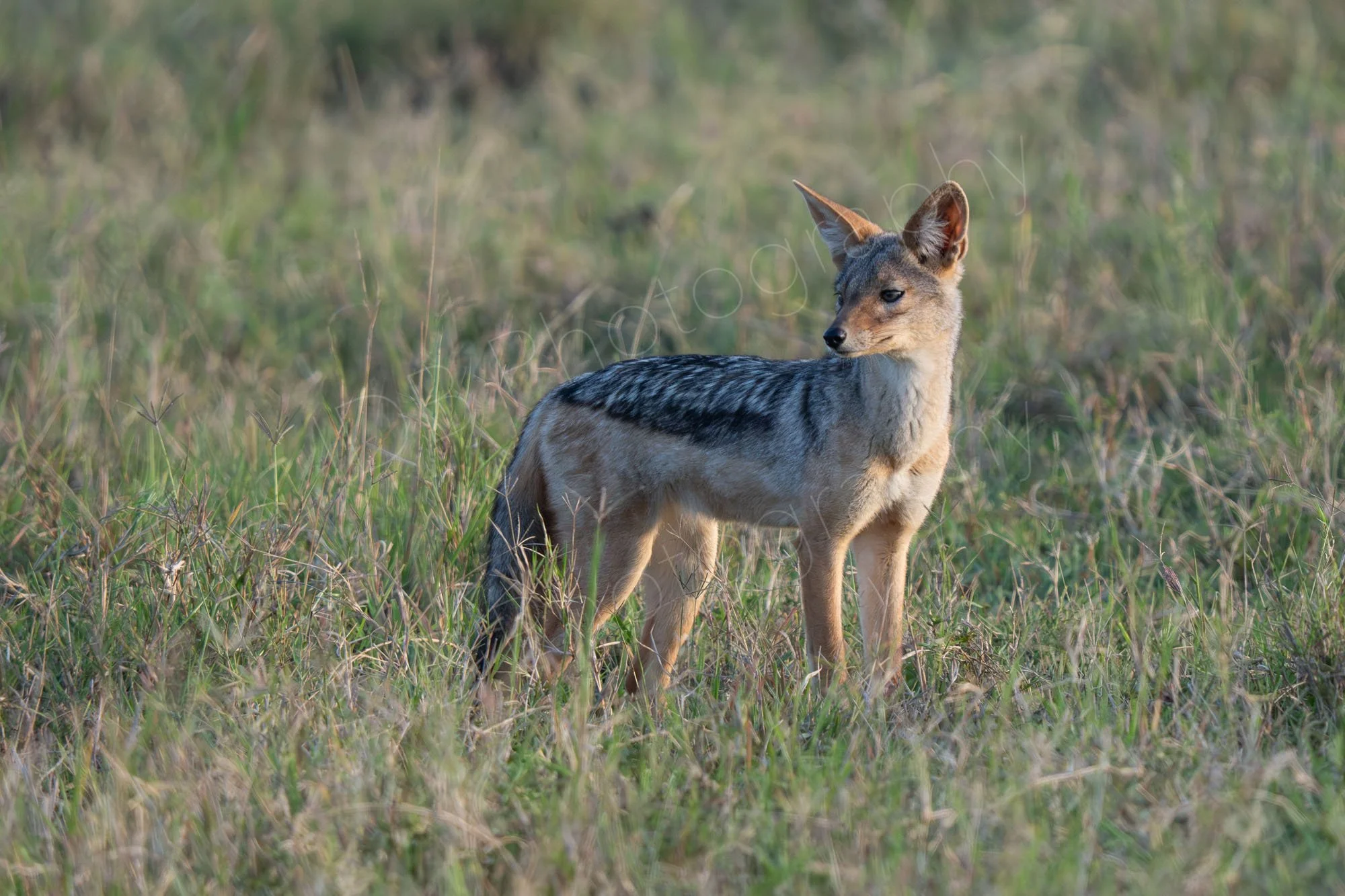 Silver-backed jackal looking alert in Masai Mara, Kenya.