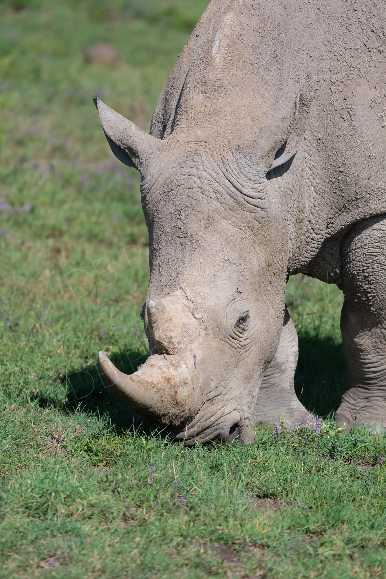 Close up of White Rhino eating grass, Nairobi, Kenya.
