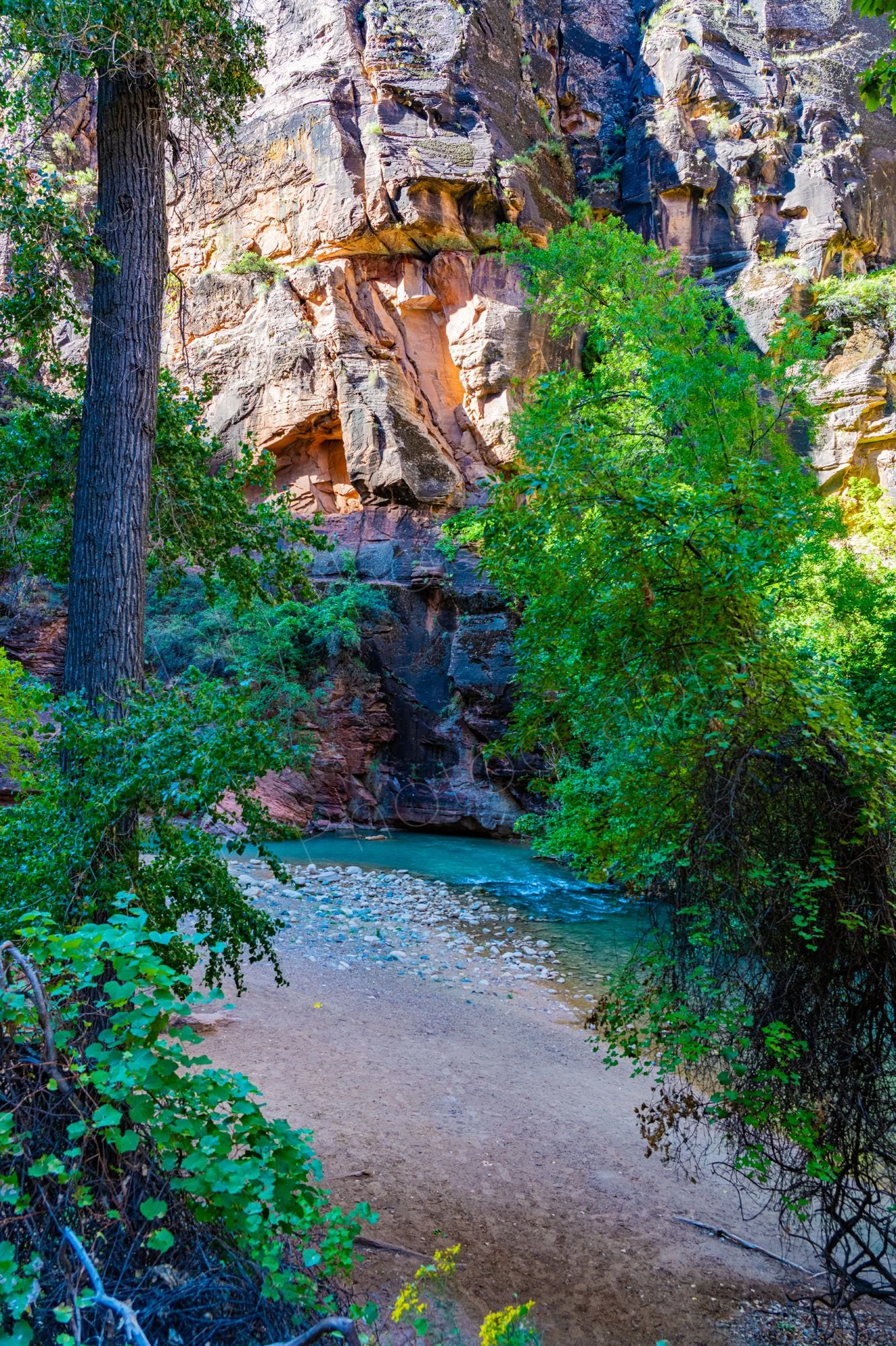 The Virgin River, Zion National Park, with it's shore, bounded by trees on either side and a vertical cliff face behind.