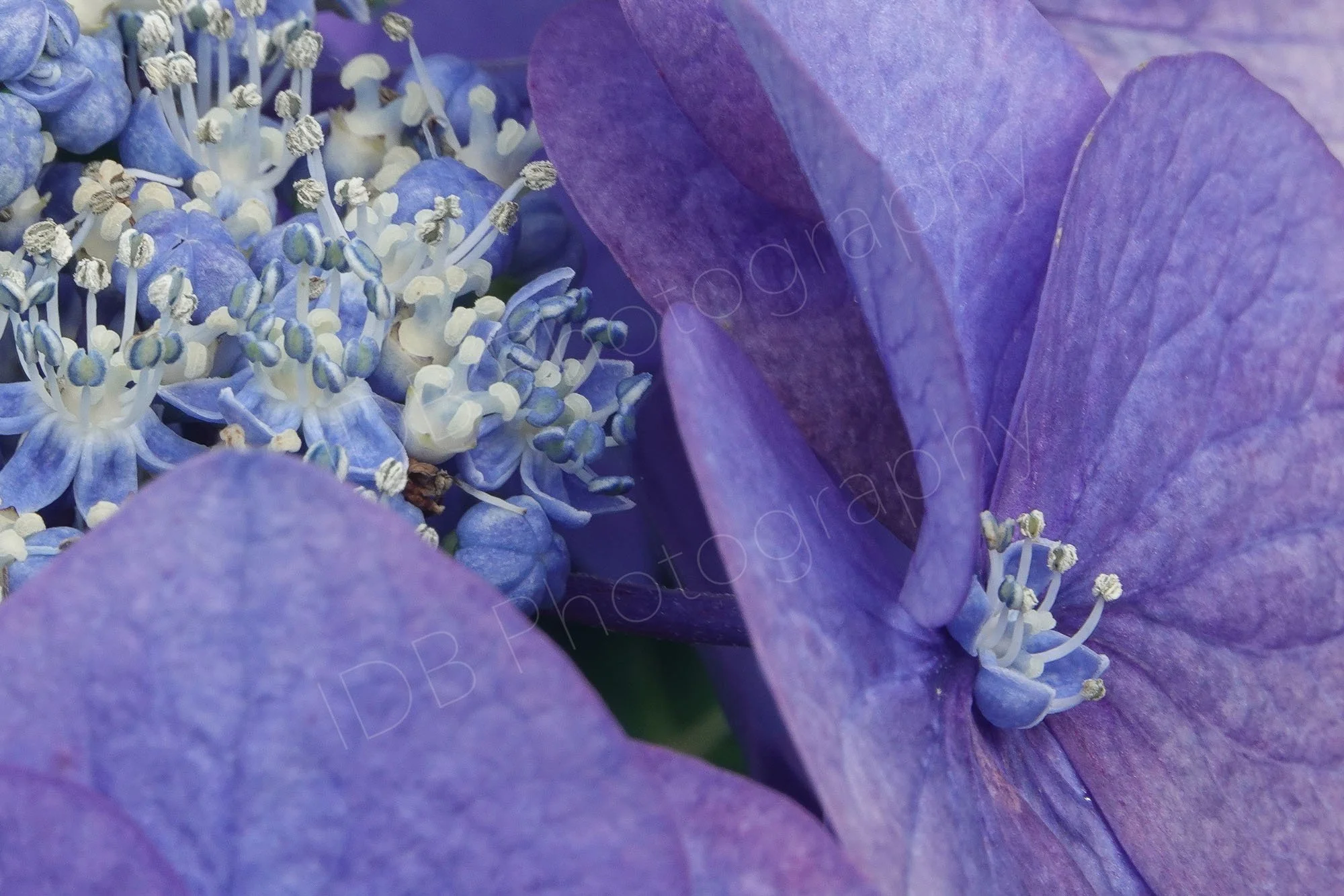 Close up of a section of flower head of a blue lacecap Hydrangea with both central fertile florets and outer bracts.