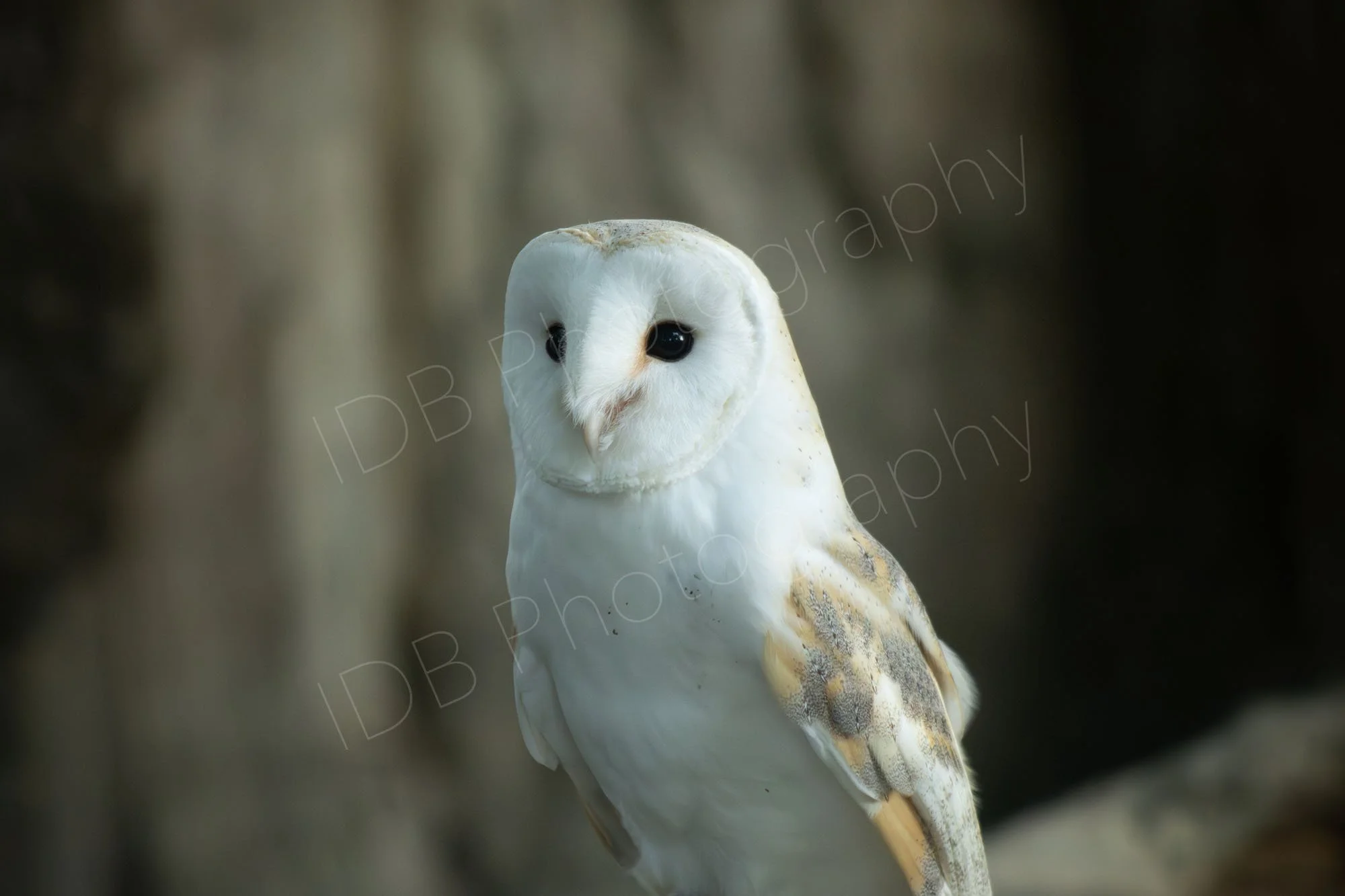 Barn owl with blurry tree bark background in East Sussex, UK.