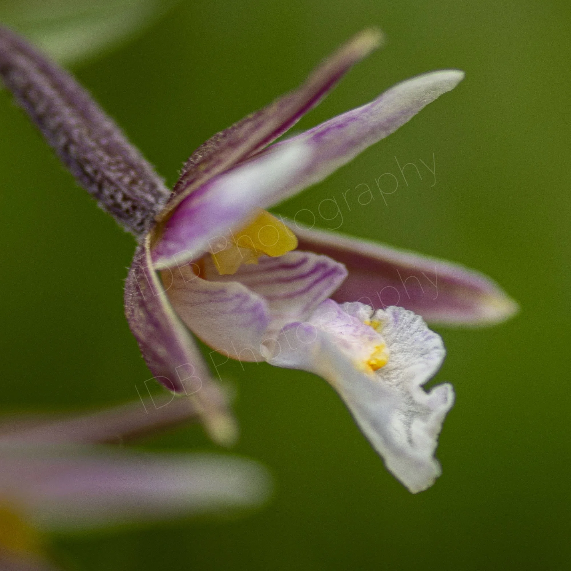 Side view of a single flower of a Marsh Helleborine (Epipactis palustris) on a hazy green background. Rye Harbour, East Sussex, UK.
