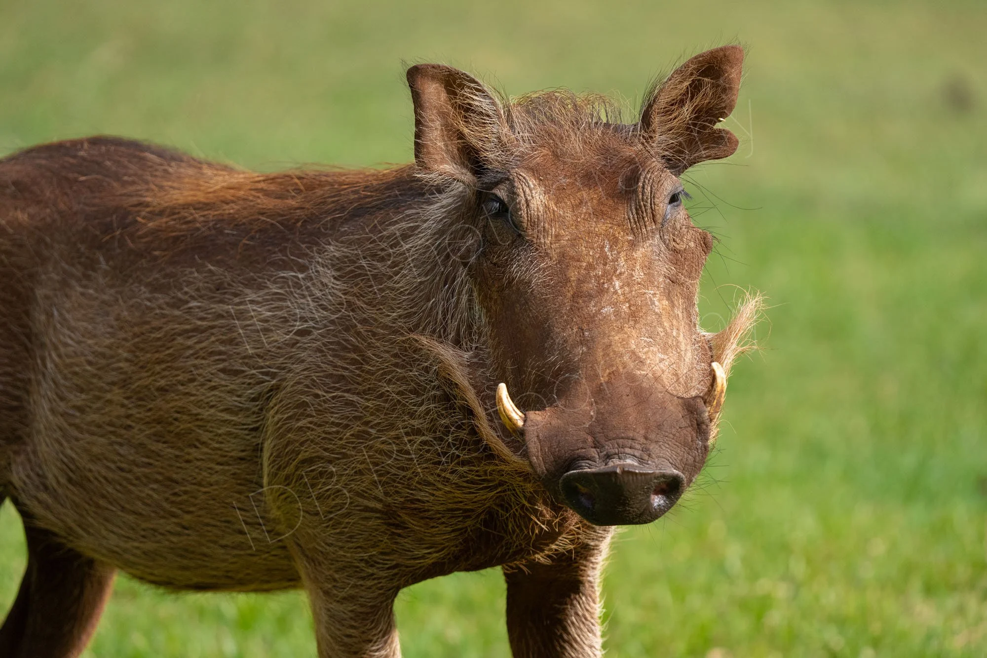 Warthog, Pumbaa, ngiri, with green grass background, Kenya.