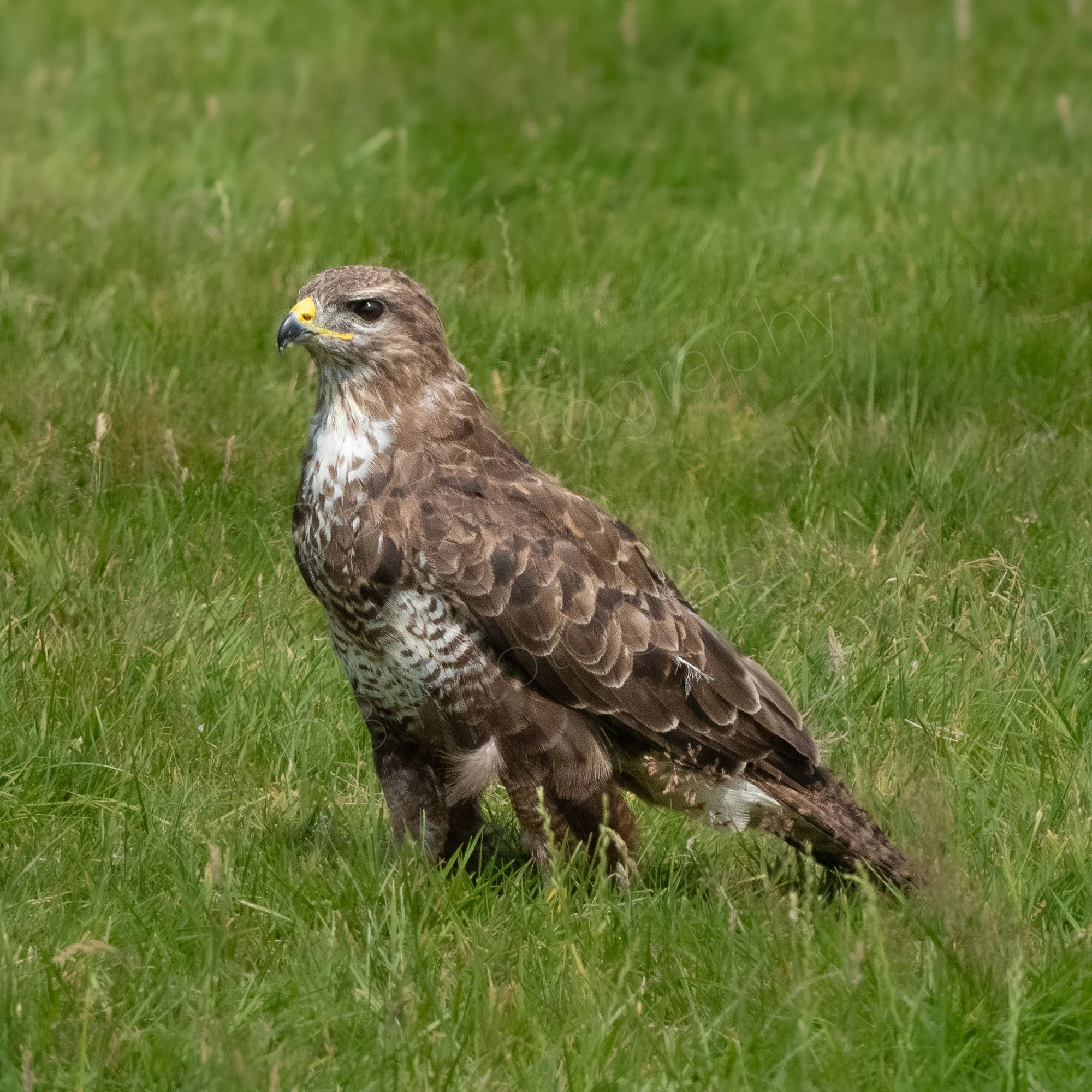 Common Buzzard (Buteo buteo) on the ground with grassy surround. Gigrin Farm, Rhayader, Powys.