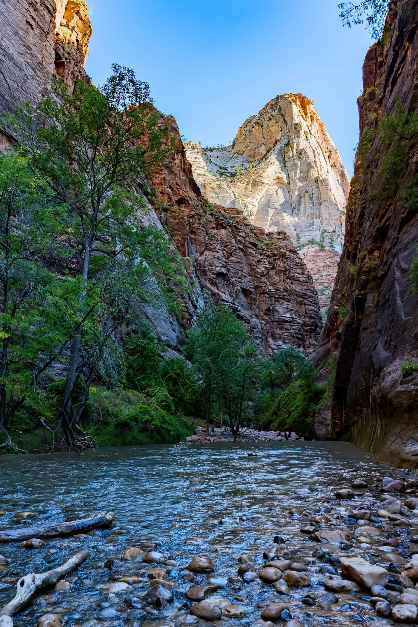 Virgin River Narrows, Zion National Park, with tree lined banks and dramatic brown cliffs and cream Mountain of Mystery; blue sky background.
