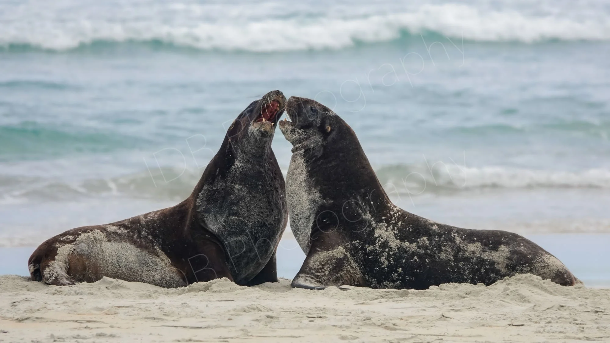 Two New Zealand Sea-lions  partly covered in sand, necks stretched, face to face with mouths open. Pale blue sea in the background.
Sandfly Bay, Dunedin.