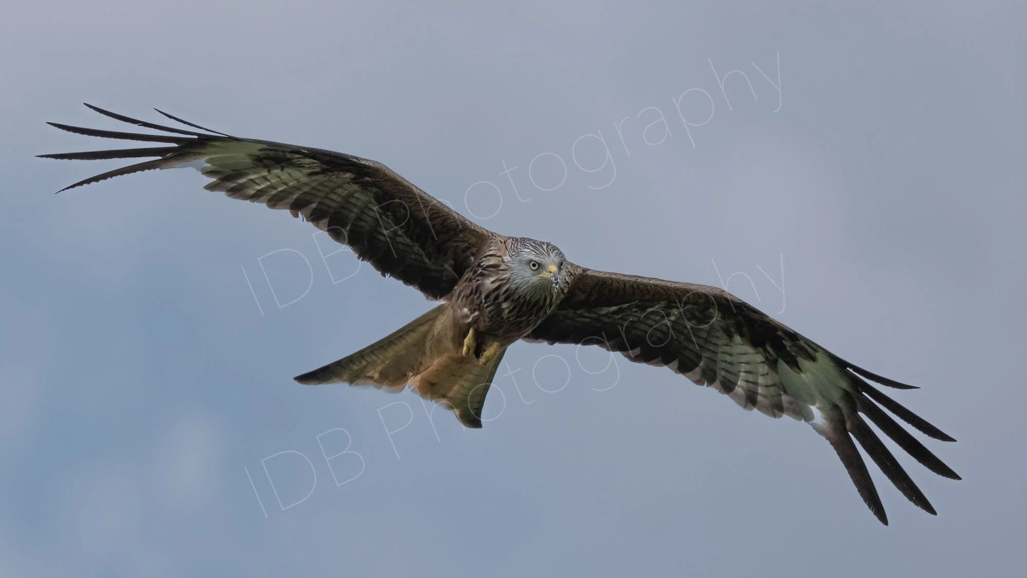 Red Kite (Milvus milvus) soaring in flight, wings pointing horizontally on a hazy light blue background. Gigrin Farm, Rhayader, Powys.