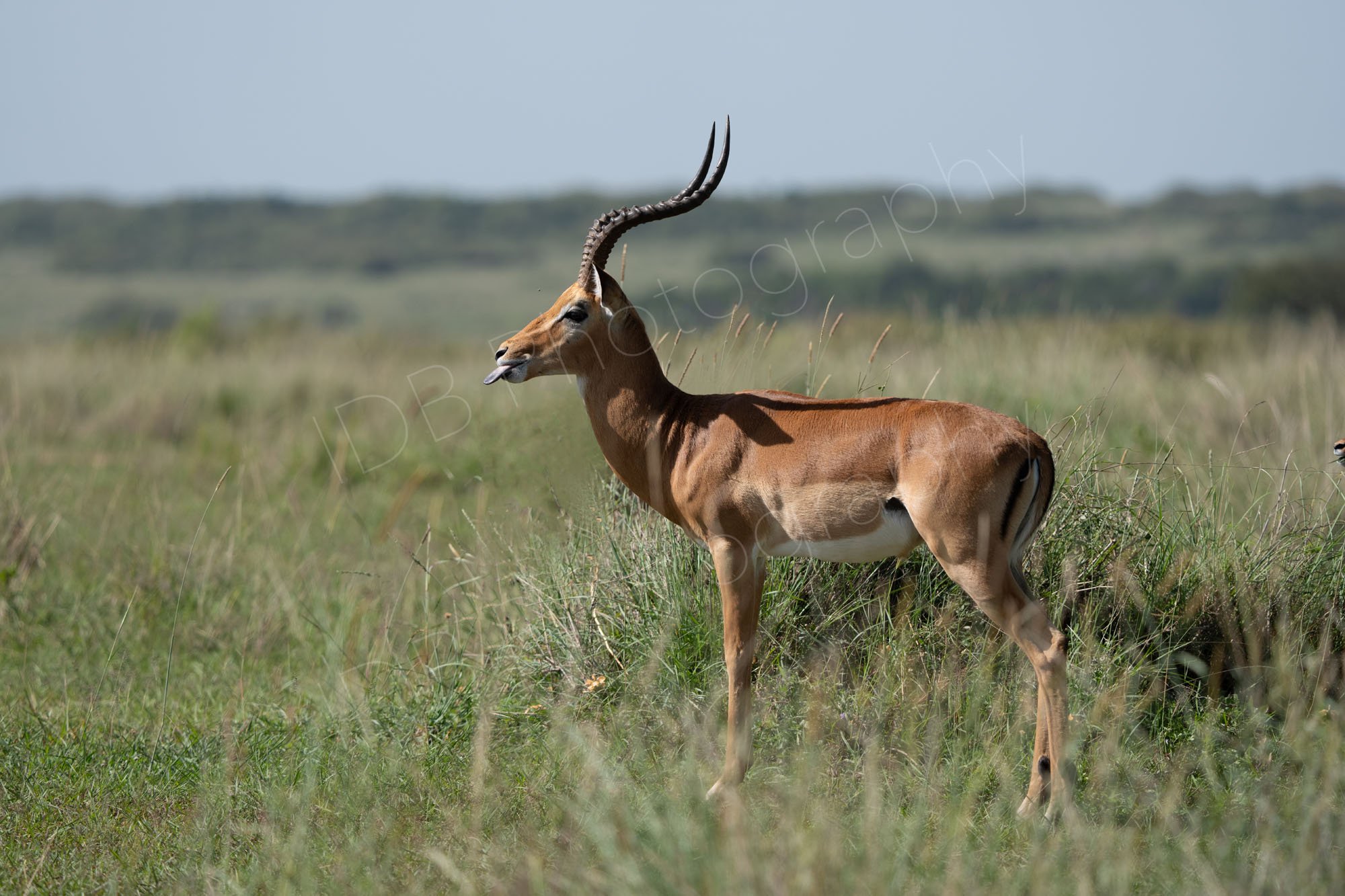 Male Impala standing in grassland with tongue out. Masai Mara, Kenya.