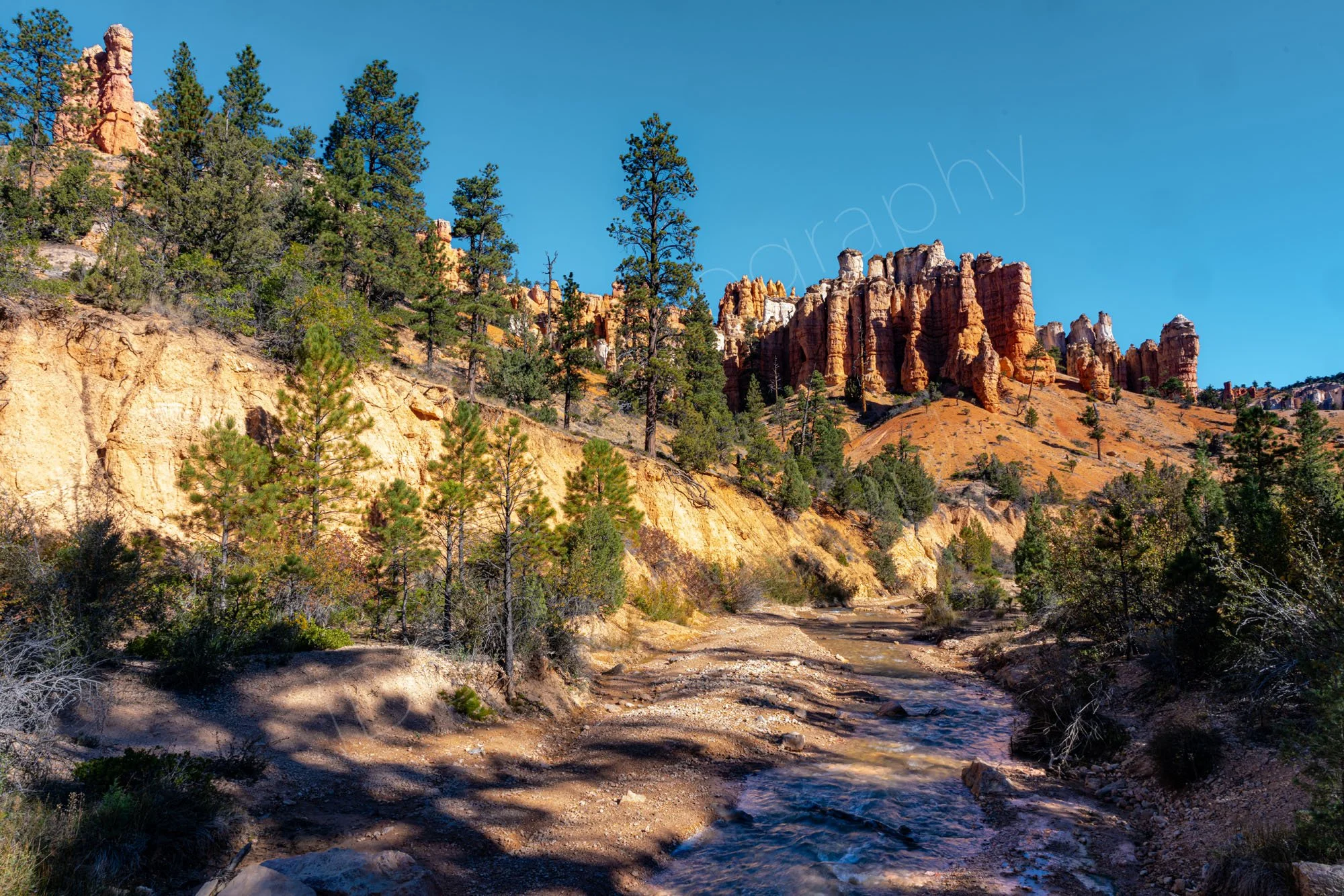 Scenic Mossy Cave Trail in Bryce Canyon National Park, Utah, featuring a stream  and signature red-rock hoodoos, pine trees and blue sky.