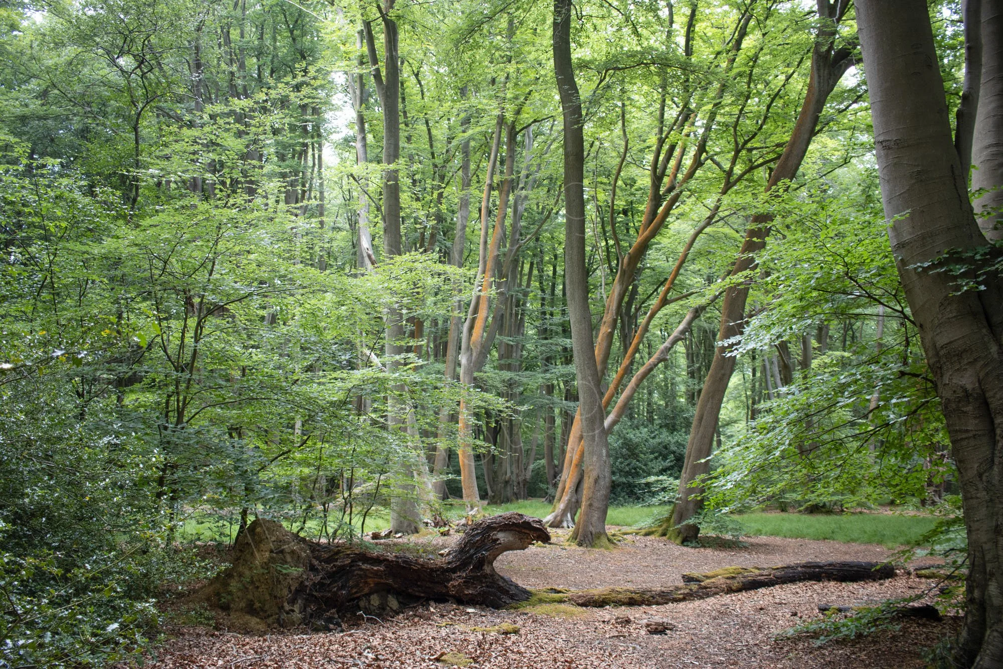 A forest glade in Epping Forest with a few central tree trunks having a growth of Trentepohlia algae creating a bright orange pigment.