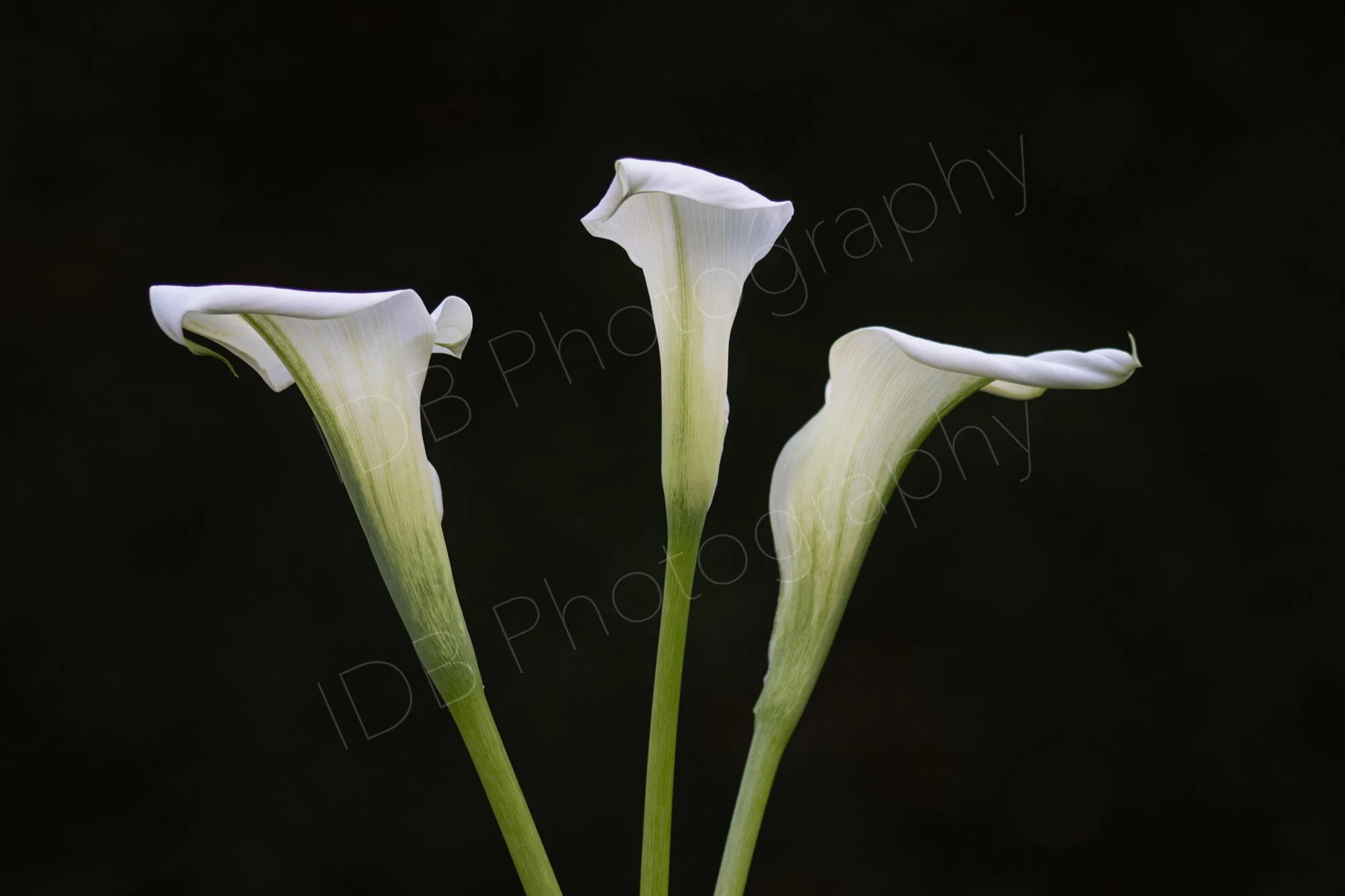 A group of three white calla lily  (Zantedeschia aethiopica) spathes with short stems on a black background.