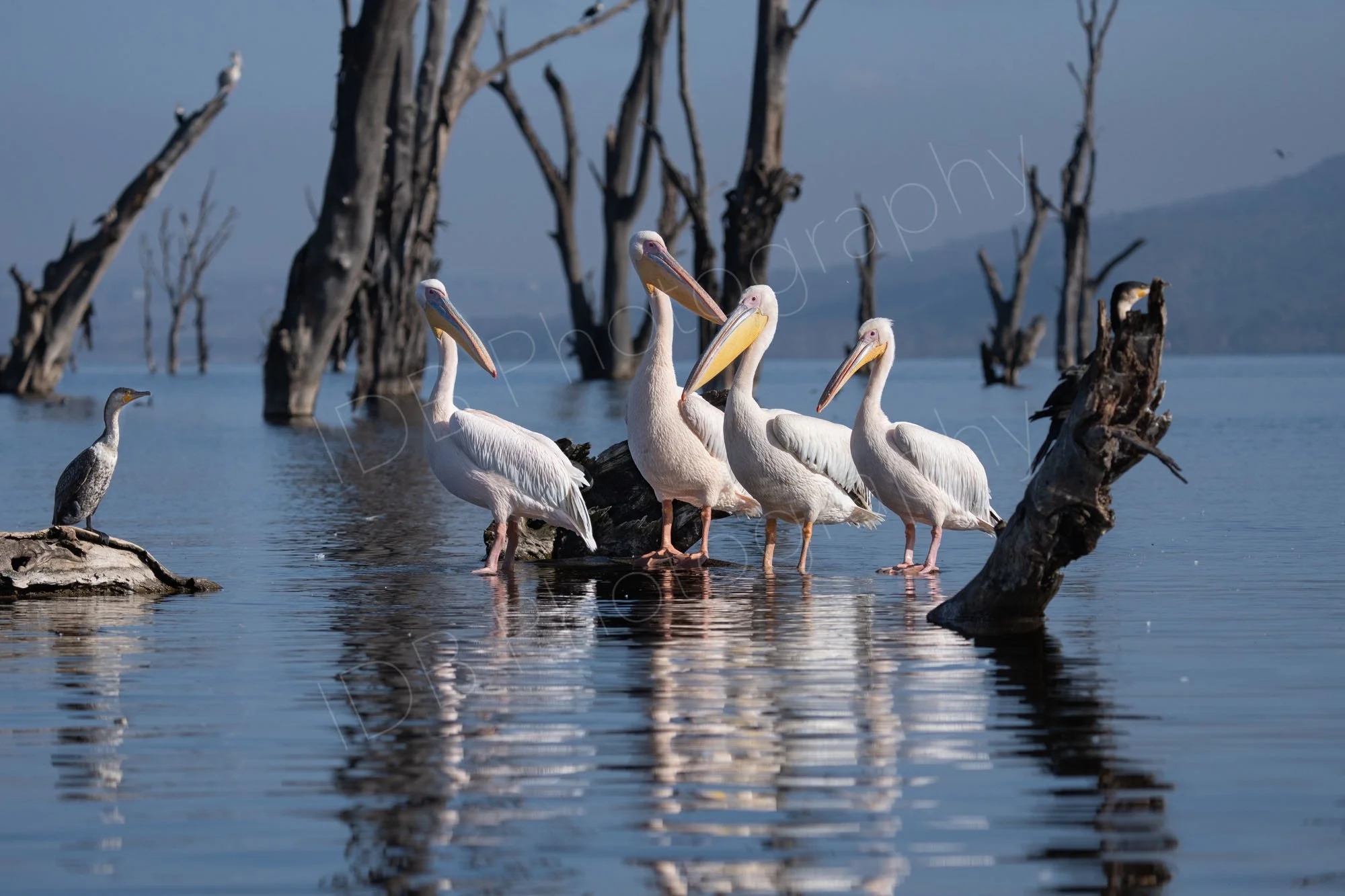 A group of  four Great White Pelicans (Pelecanus onocrotalus) facing a White-Breasted Cormorant (Phalacrocorax carbo lucidus) in water with submerged dead trees, Lake Nakuru, Kenya.