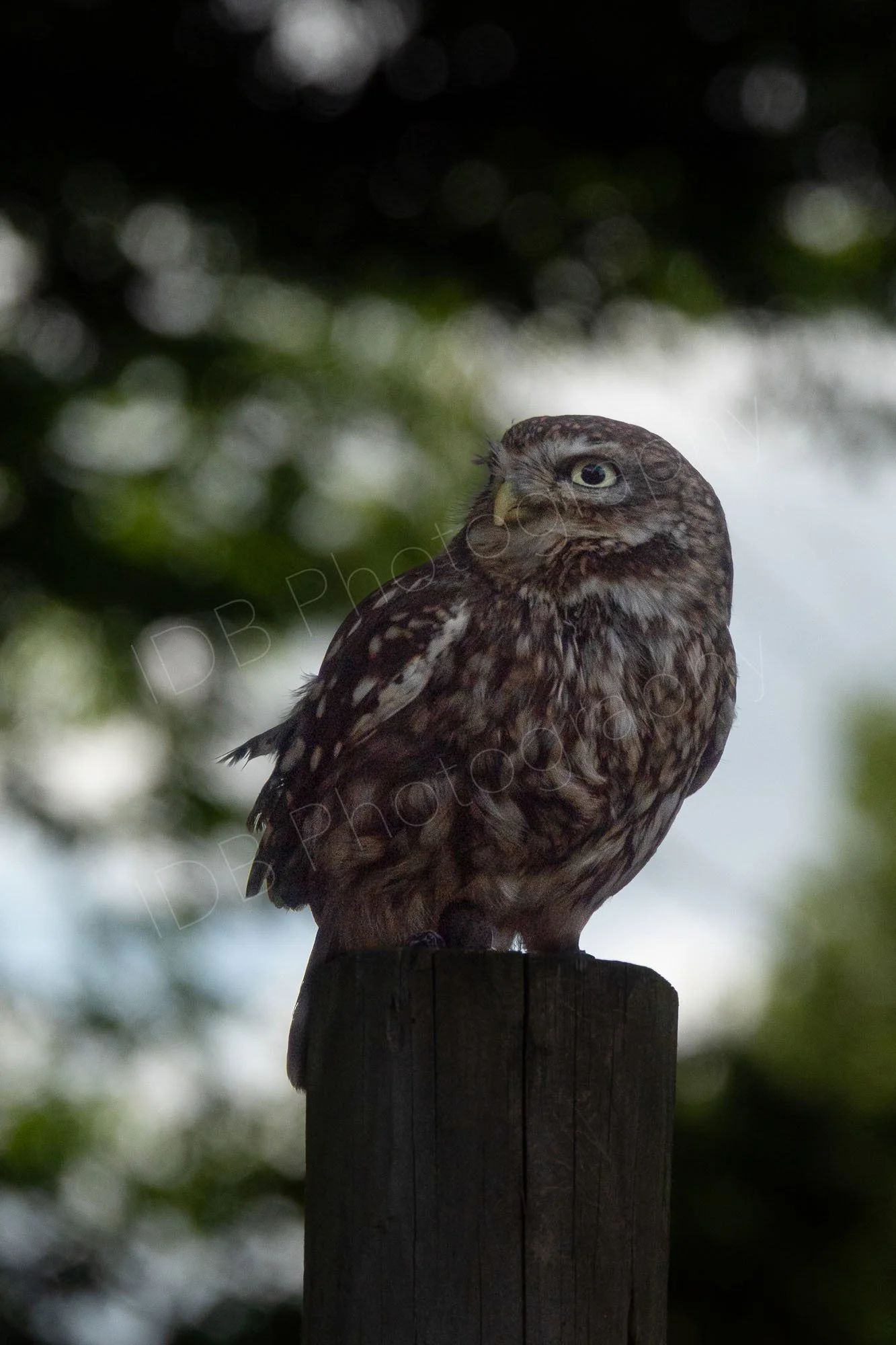 Little Owl sitting on a post with natural backlighting through the tree canopy in East Sussex, UK.