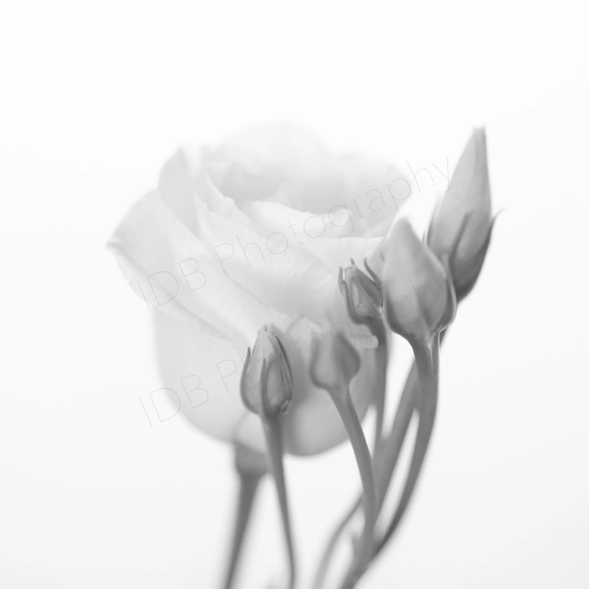 Black and white photograph of a white lisianthus flower with a group of buds on the front right corner, on a white background.