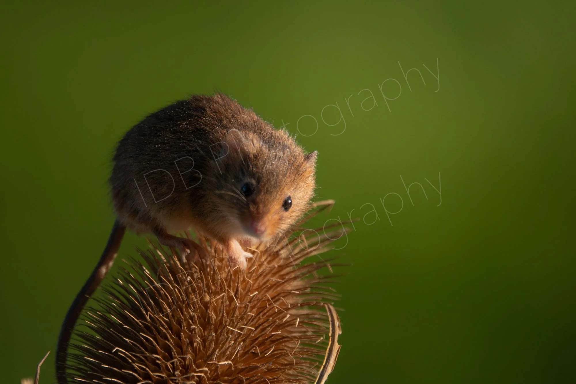 Harvest mouse on a Teasel head, variable green background. East Sussex, UK.