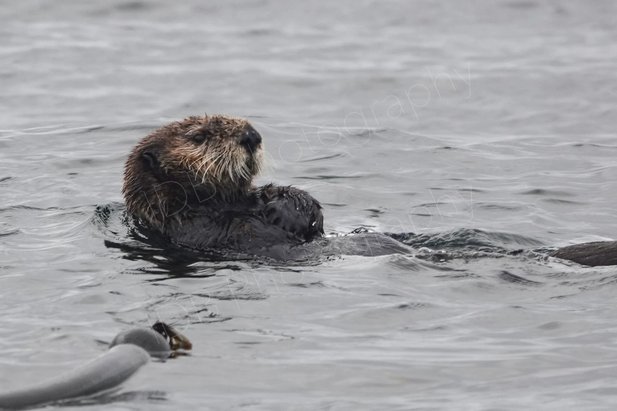 Sea Otter, reclining in the water with a sea kelp blade in the foreground. Taken at Tofino, Vancouver Island, British Columbia, Canada.