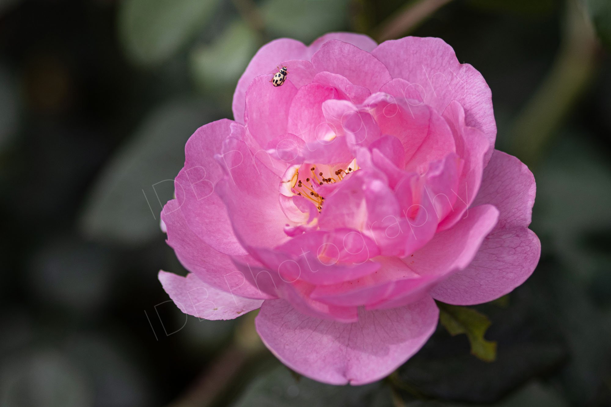 A lovely semi double pink rose flower head (? Skylark)with a hazy background. A 14-spot ladybird (Propylea quattuordecimpunctata) can be seen on a petal. Norfolk, UK.