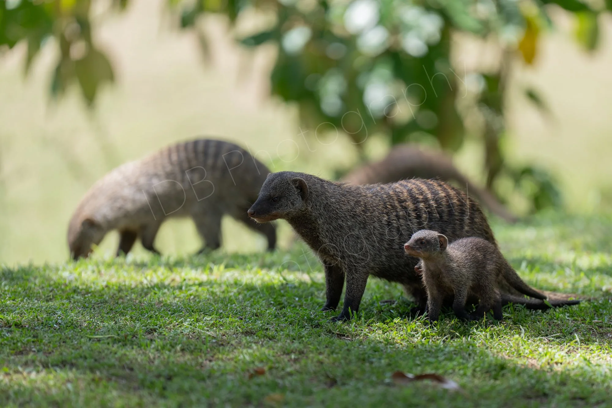 Adult and young Banded Mongoose on grass with others in the background. Masai Mara, Kenya