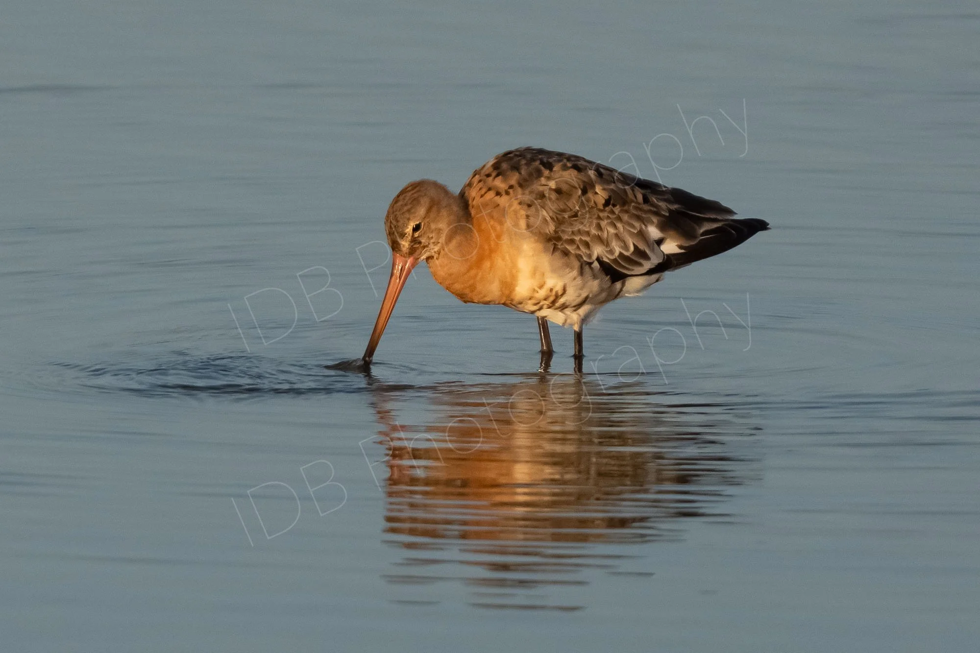 A Black-tailed Godwit (Limosa limosa) beak just in water, in evening sunlight with a broken reflection. Titchwell Marsh, Norfolk, UK.