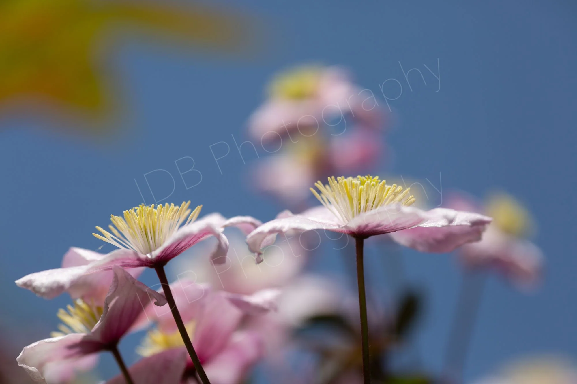 Clematis Montana Rubens flower heads  along with other out of focus heads on a predominantly nice blue sky background.
