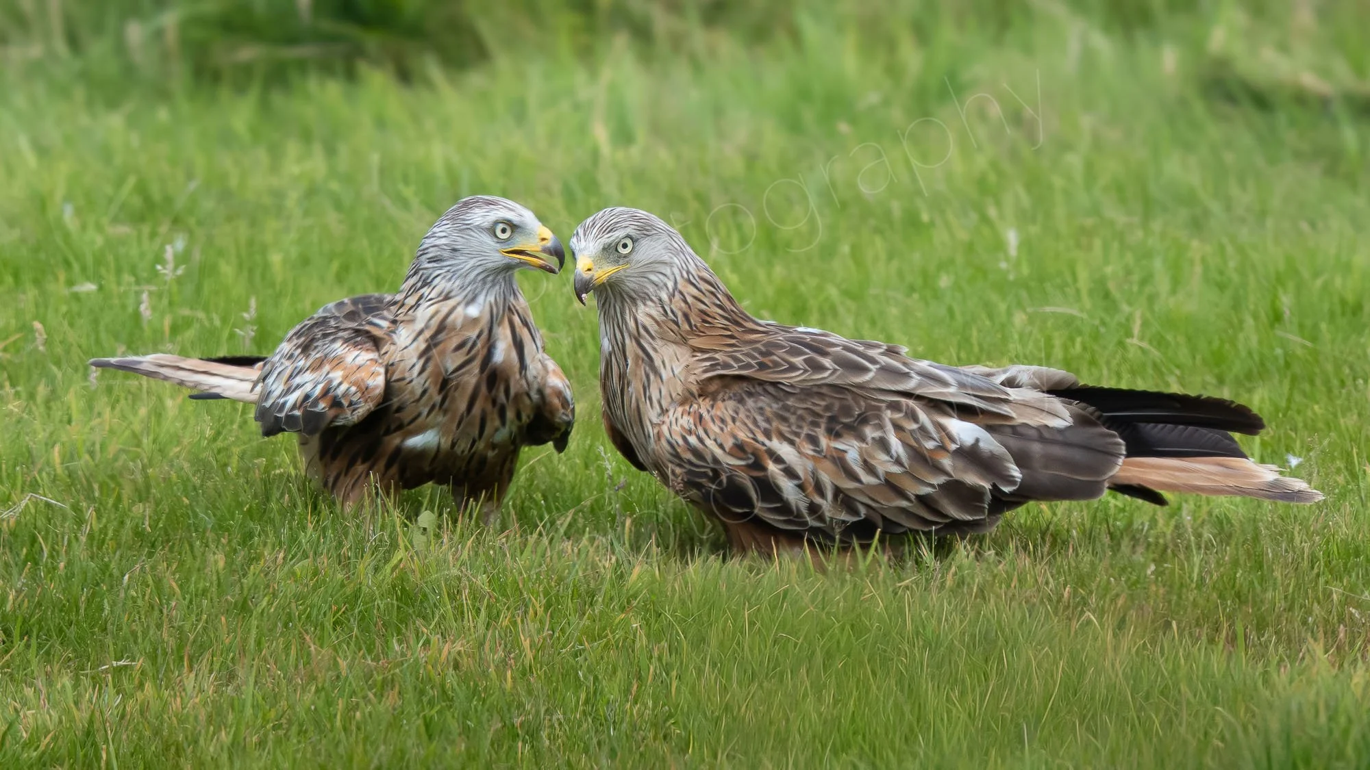Two Red Kites (Milvus milvus) on the ground  appearing to be in conversation, grassy surround. Gigrin Farm, Rhayader, Powys.