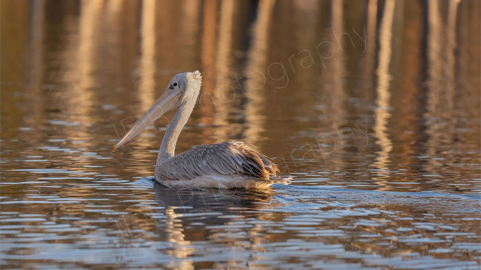 Pink-Backed Pelican (Pelecanus rufescens) in early morning light with lovely reflections of submerged dead tree trunks at Lake Nakuru, Kenya.