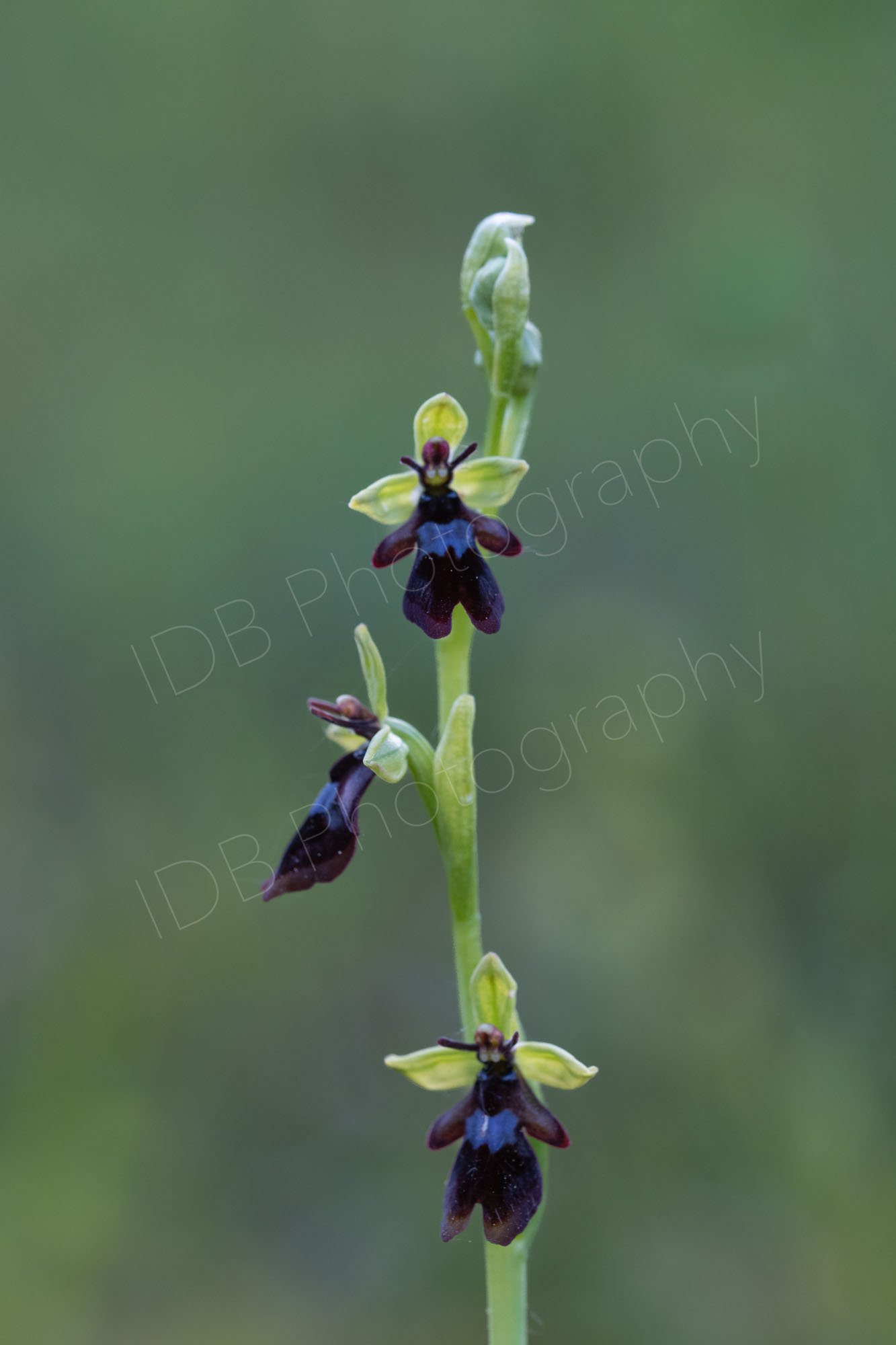 Close up of a stem of a Fly Orchid (Ophrys insectifera) on a greyish green bokeh backgound. Kent, UK.