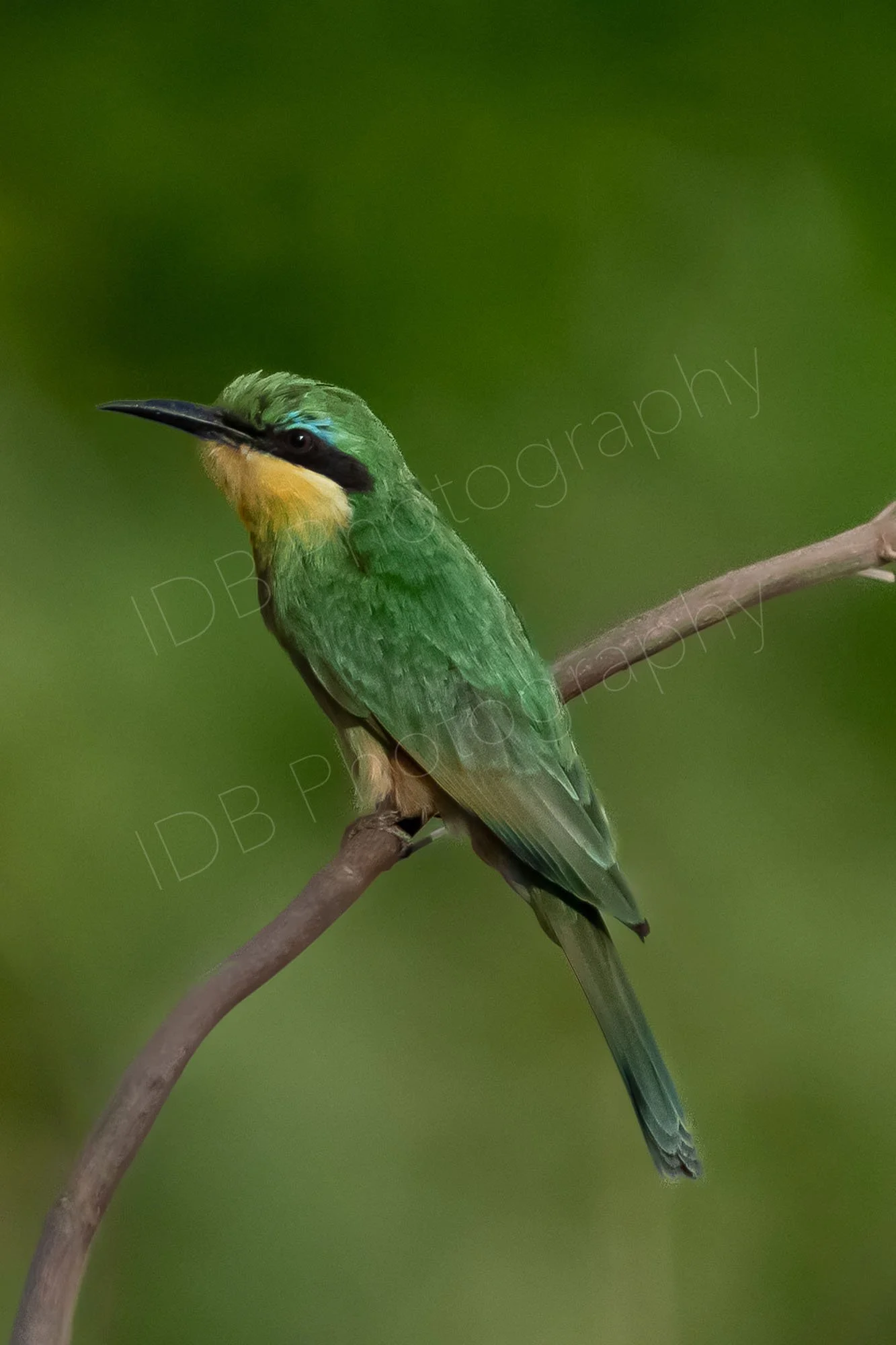 Little Bee-Eater (Merops pusillus) in profile sitting on a branch with blurry green background, Amboselli, Kenya.