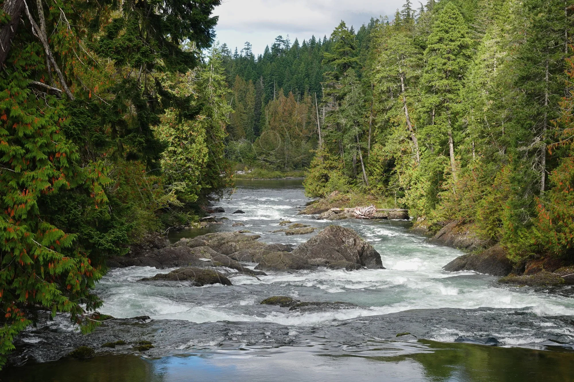 A rushing river through dense, lush evergreen conifers and rust-colored cedar foliage on Vancouver Island, BC. Canada.