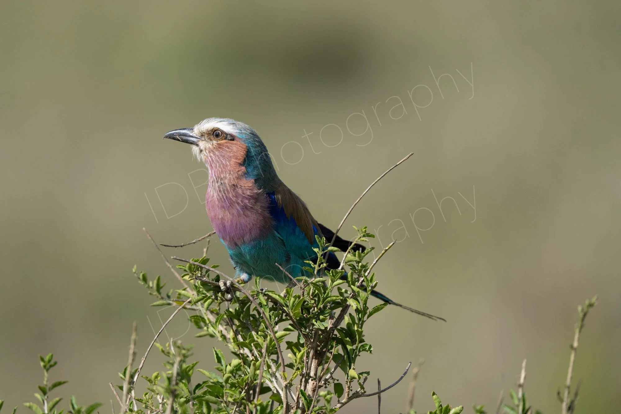 Lilac-breasted roller bird (Coracias caudatus) standing on a spiky bush in Masai Mara, Kenya. 