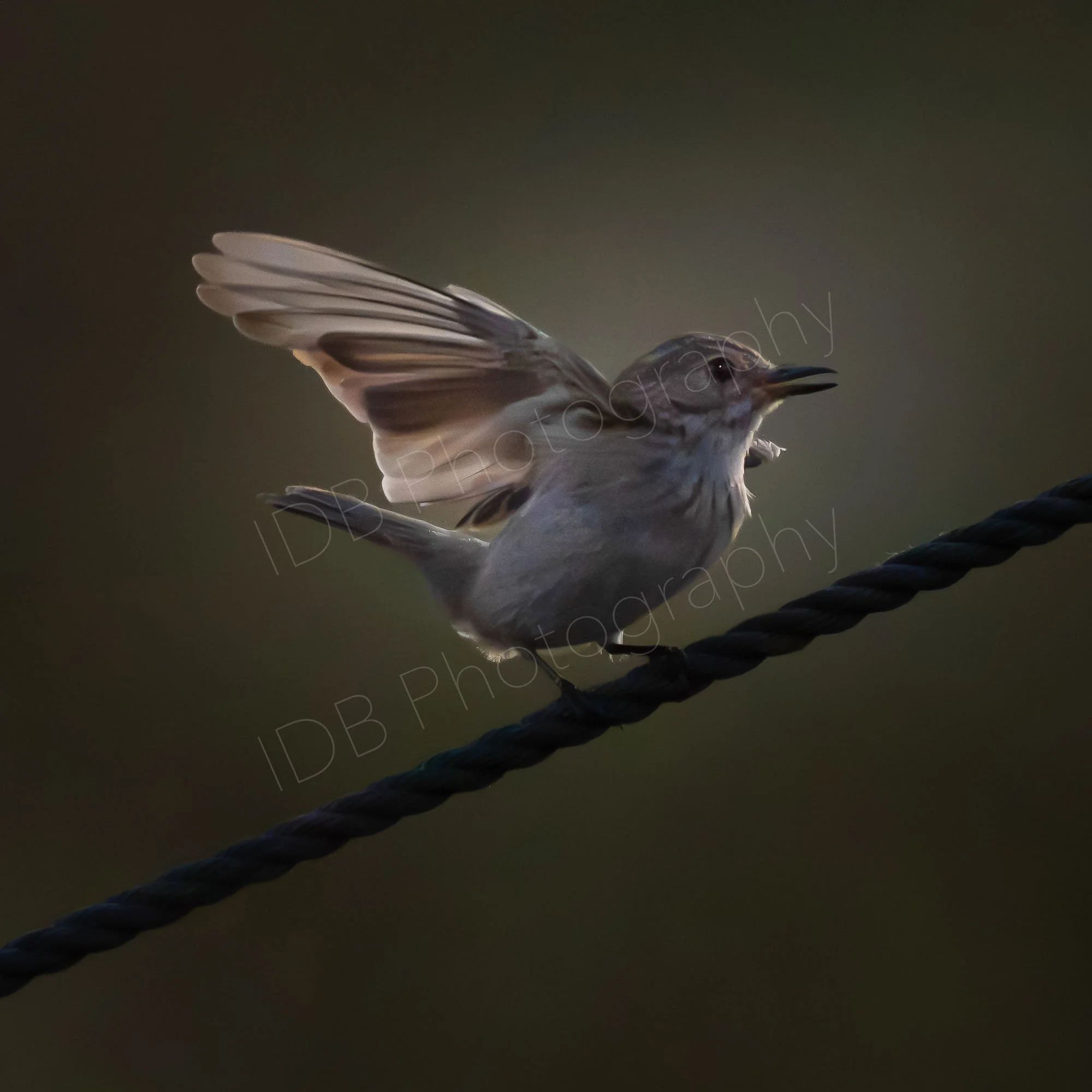 Probably a Common Whitethroat (Sylvia communis) backlit with wings extended on a tent guide-rope - looks as if tight rope walking! Amboseli, Kenya