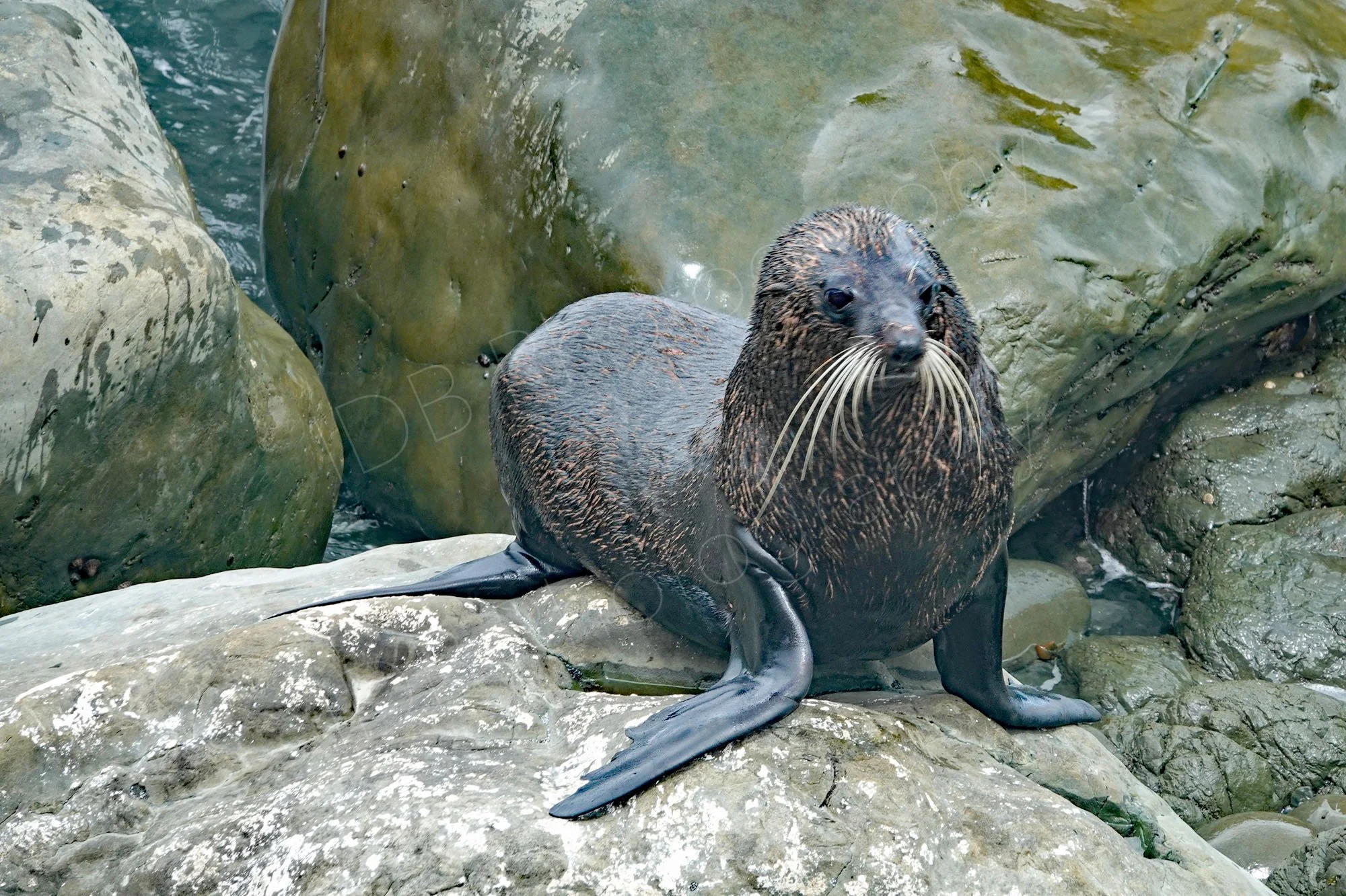 New Zealand Fur Seal  on rocks at Kaikoura, Canterbury, New Zealand.